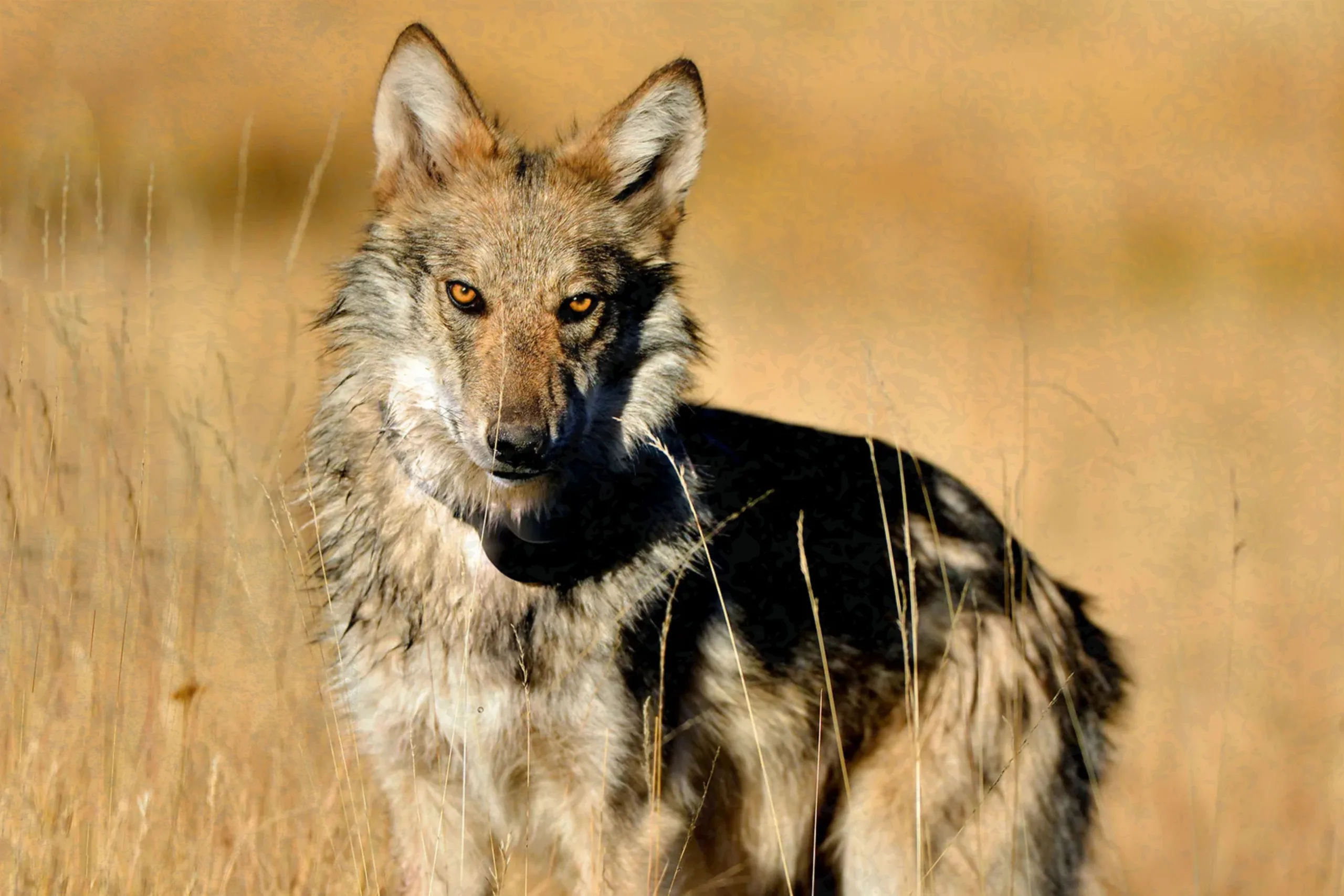 Fur is Flying in New Mexico, Locals Demand Wolf Management
