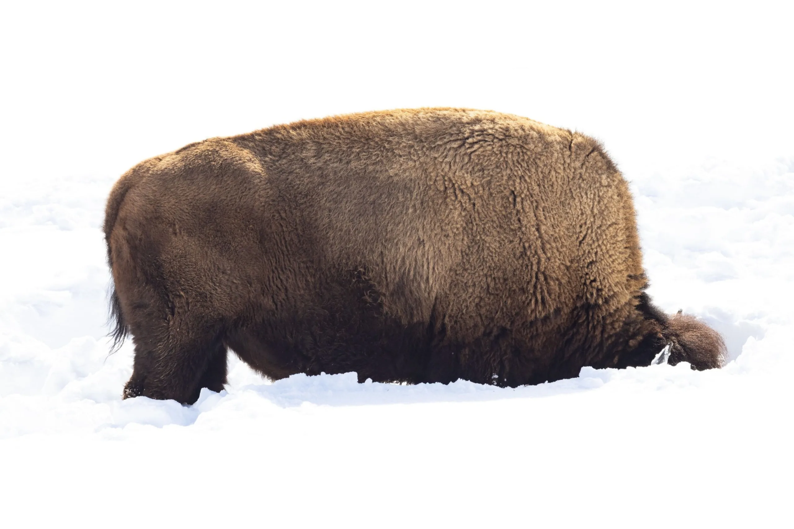 400 Yellowstone bison removed through hunt, slaughter, quarantine this season