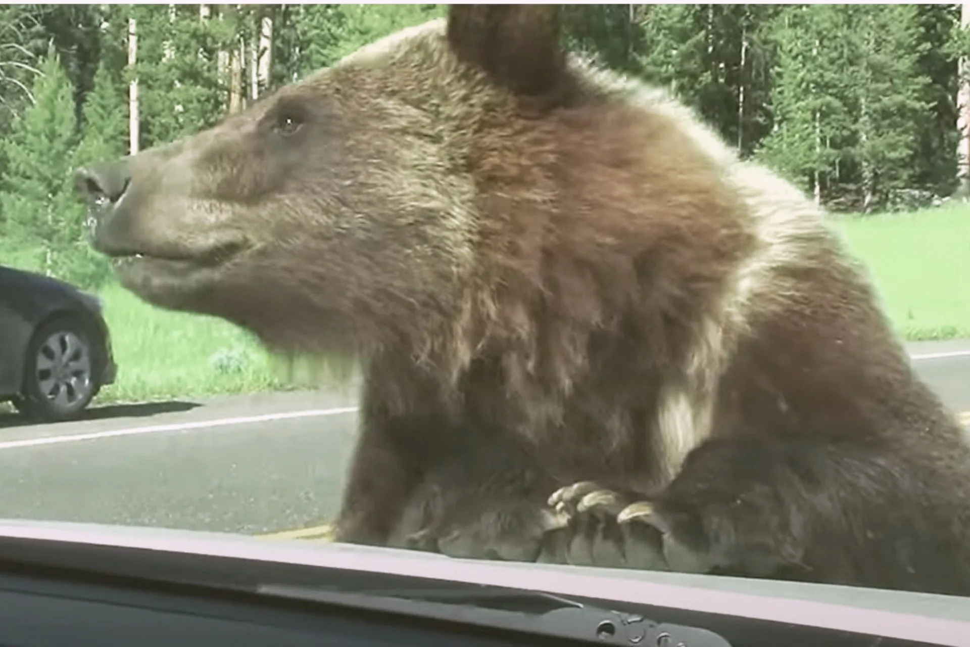 Yellowstone Grizzly Bear “Attacks” Car