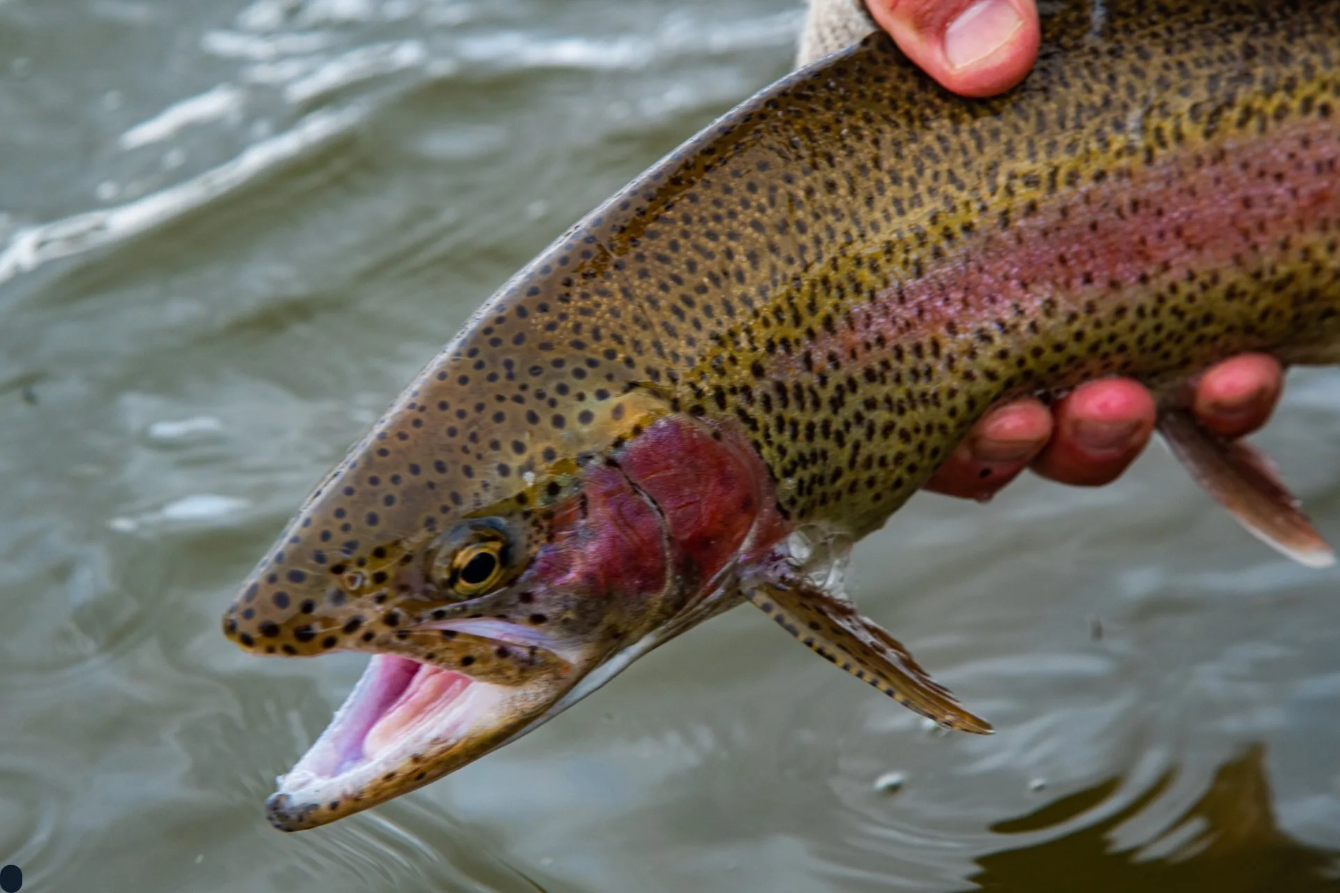 Helena Area Reservoirs Fishing Report 4.7.25
