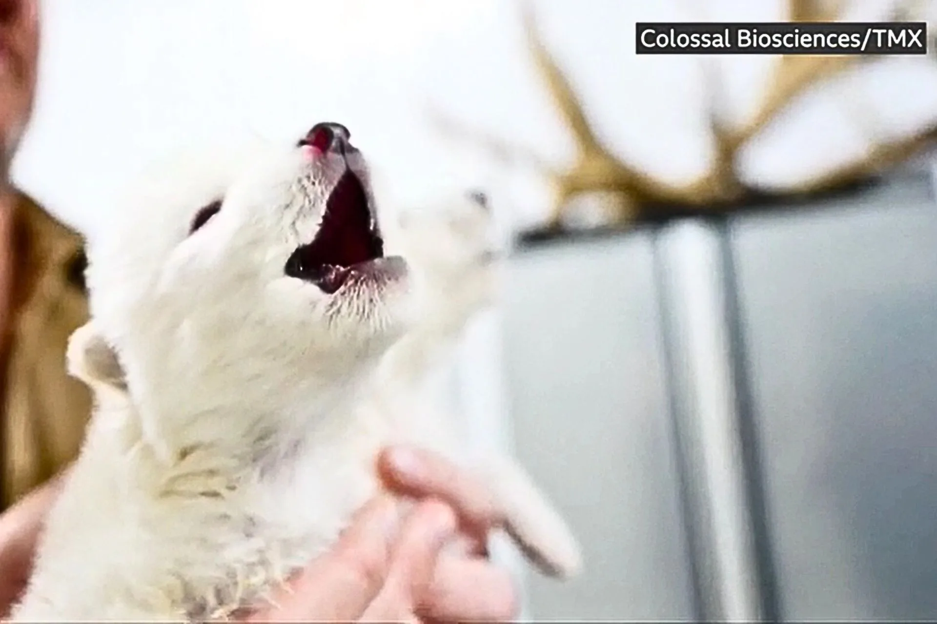 Why Fake Dire Wolves Could Mean Real Trouble for Conservation
