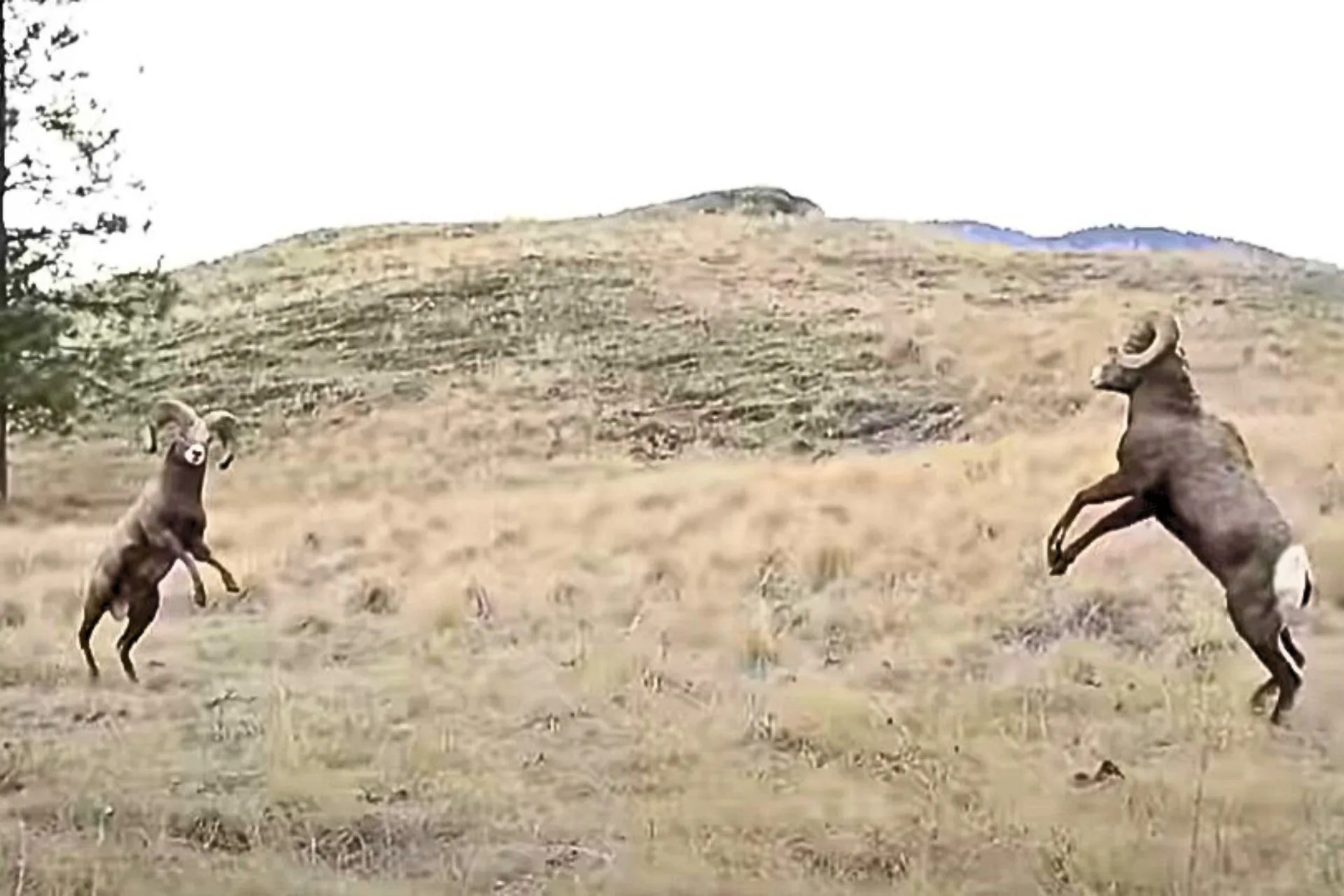 Love Might Have a Price Tag for Rams