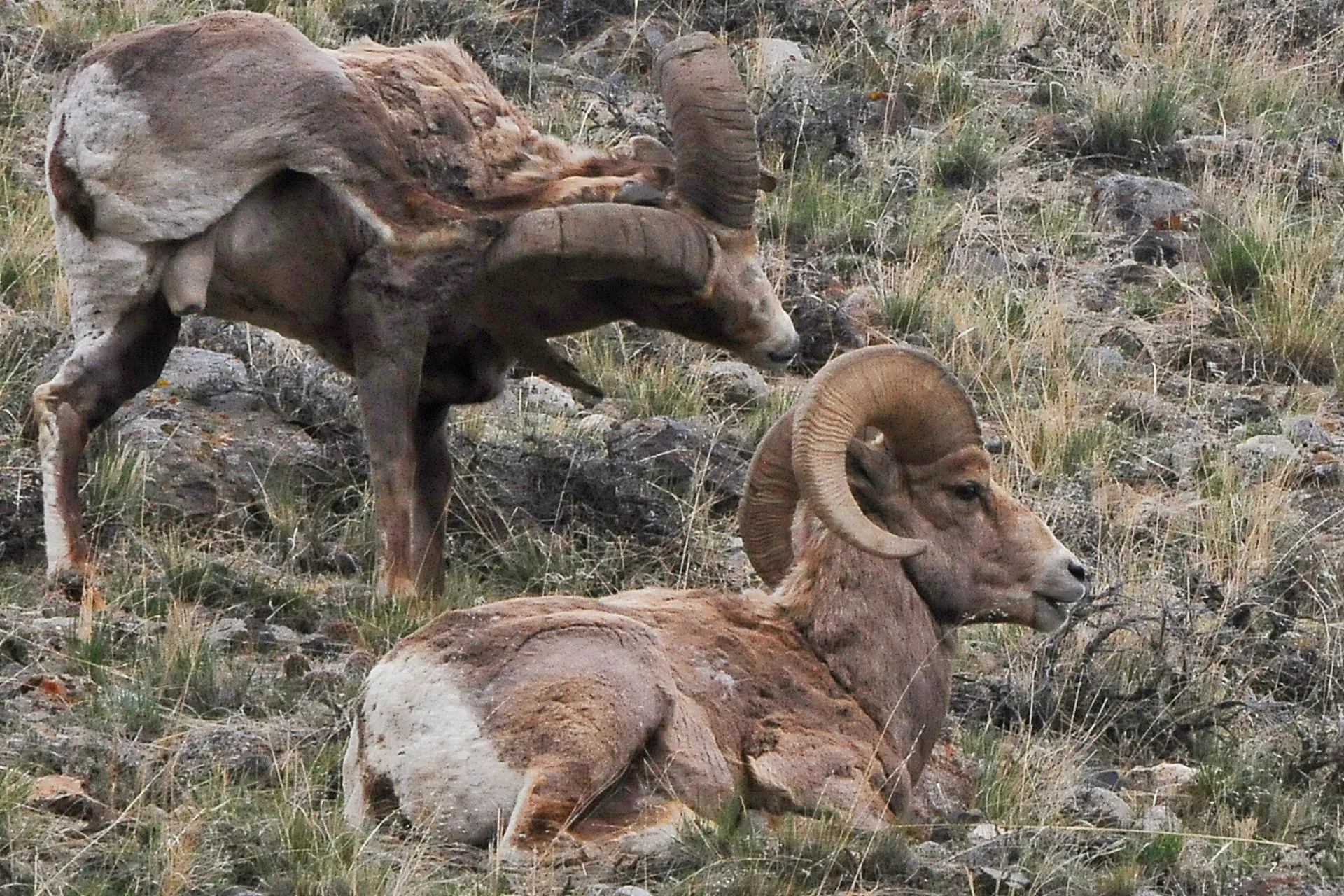 Numerous studies examine wild sheep for answers to die-off events