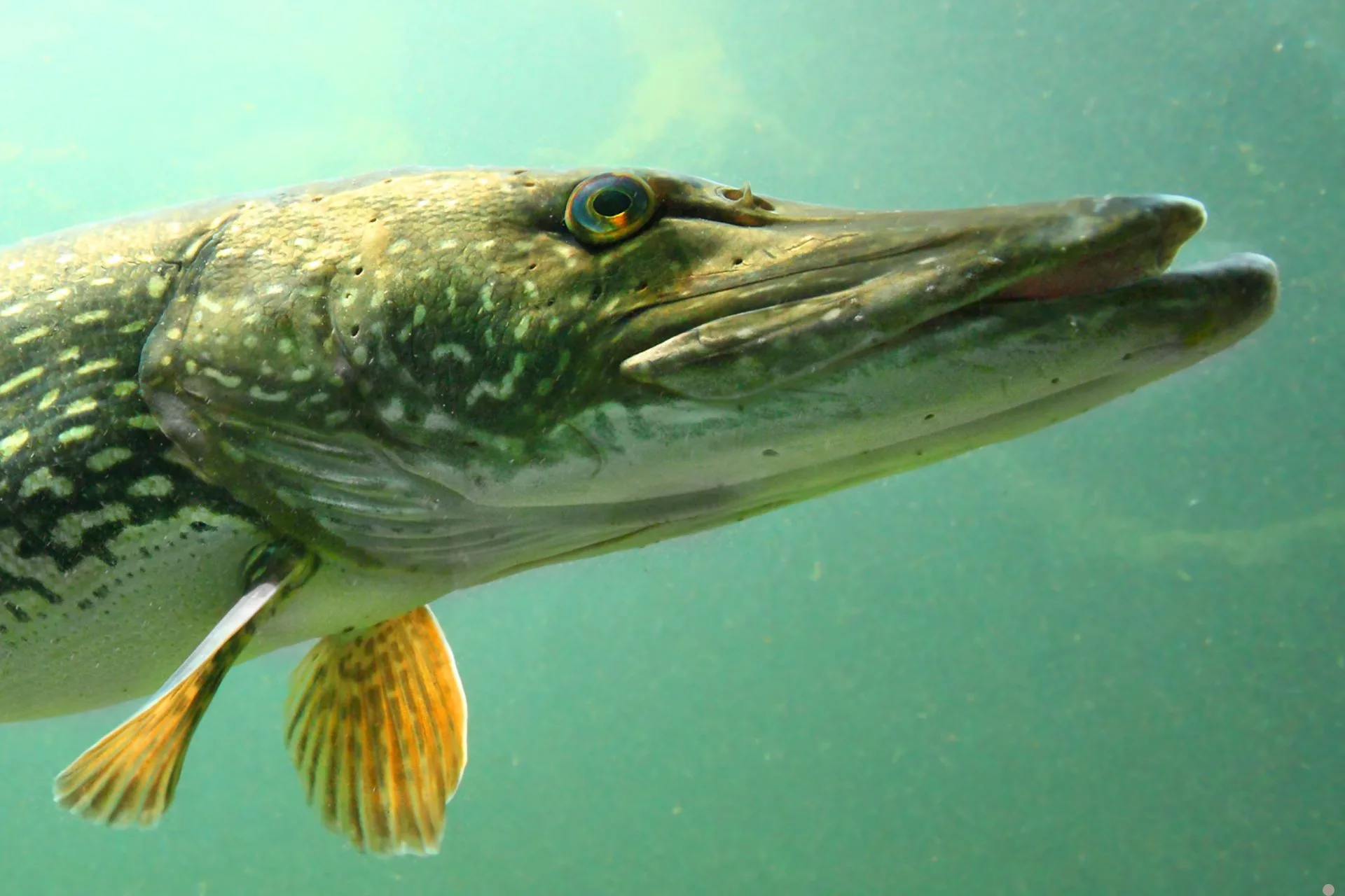 Cast for Cash at Rock Creek Marina at Fort Peck, June 28-29