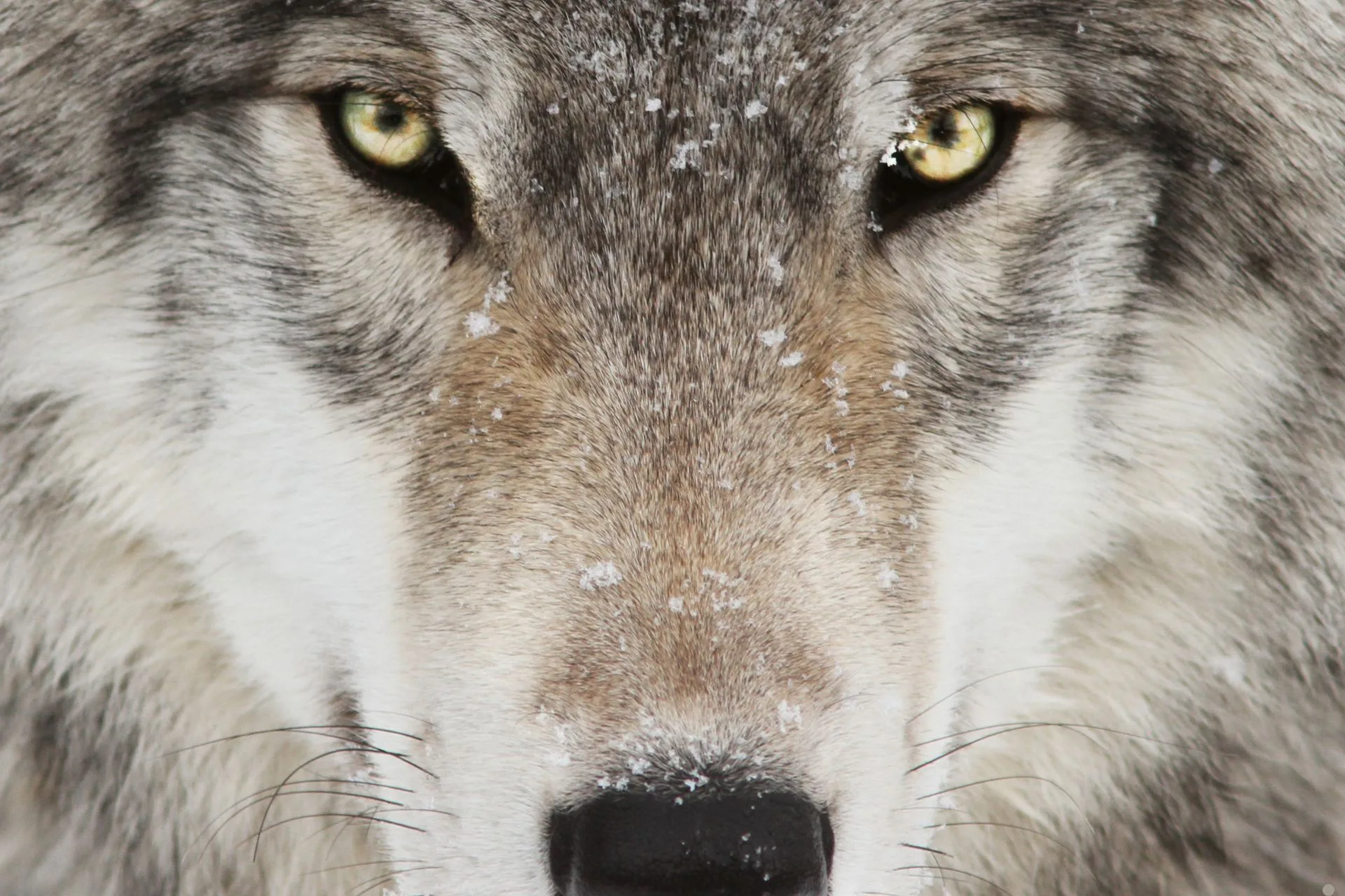 The High Cost of Wandering for Wolves at Banff National Park