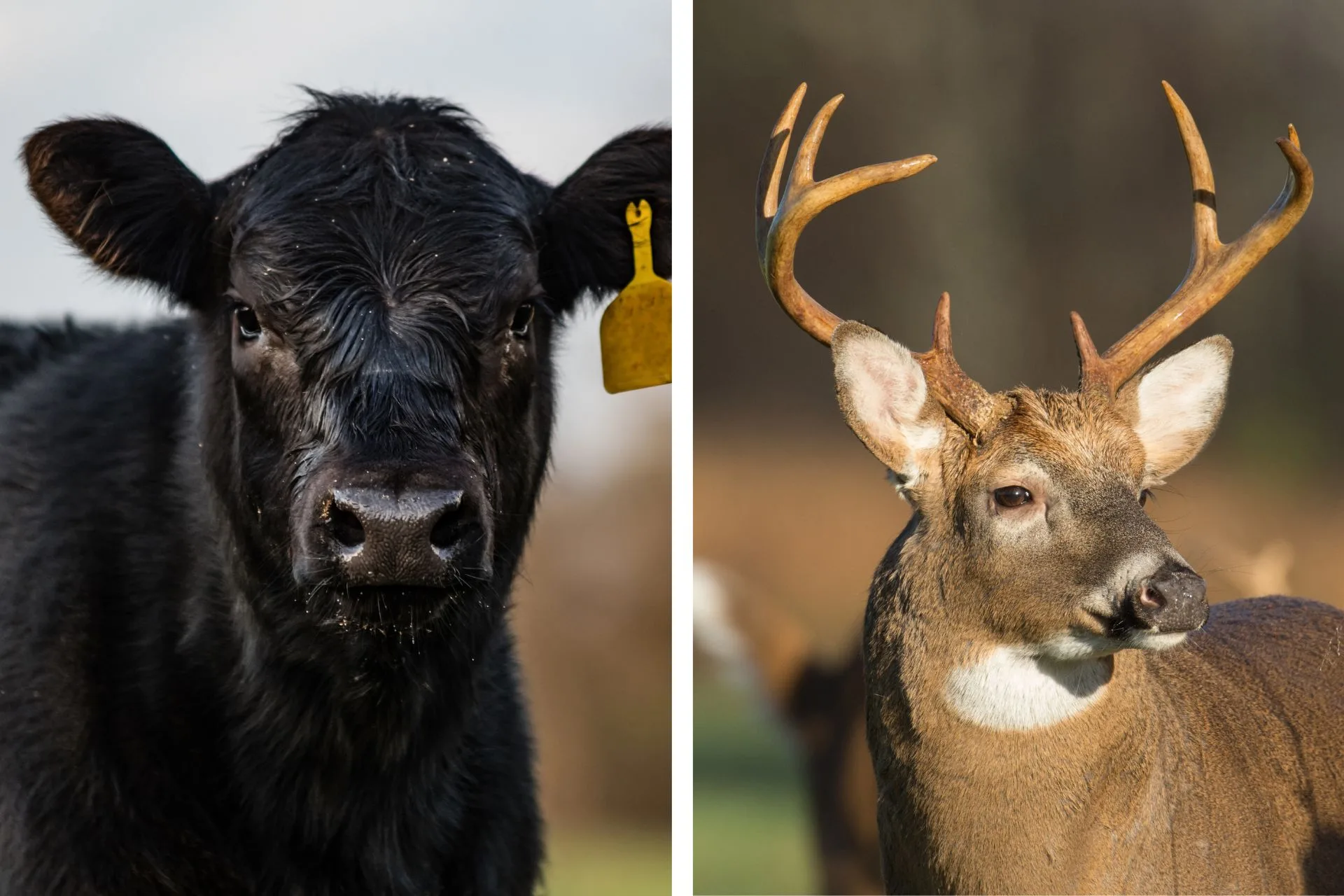 Livestock with Antlers?