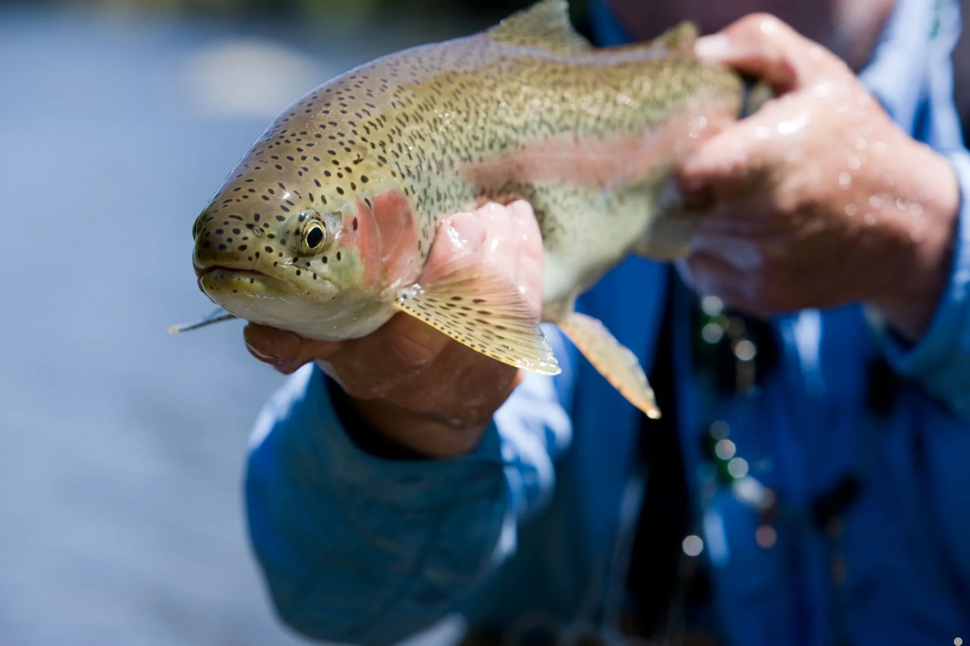FWP’s Helena Area Reservoirs Fishing Report 4.14.25