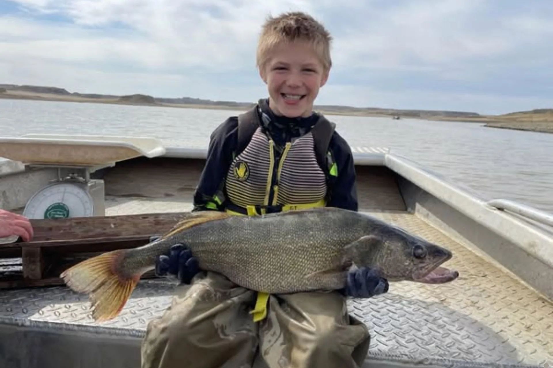 2025 Fort Peck Walleye Spawn Update II, April 11th