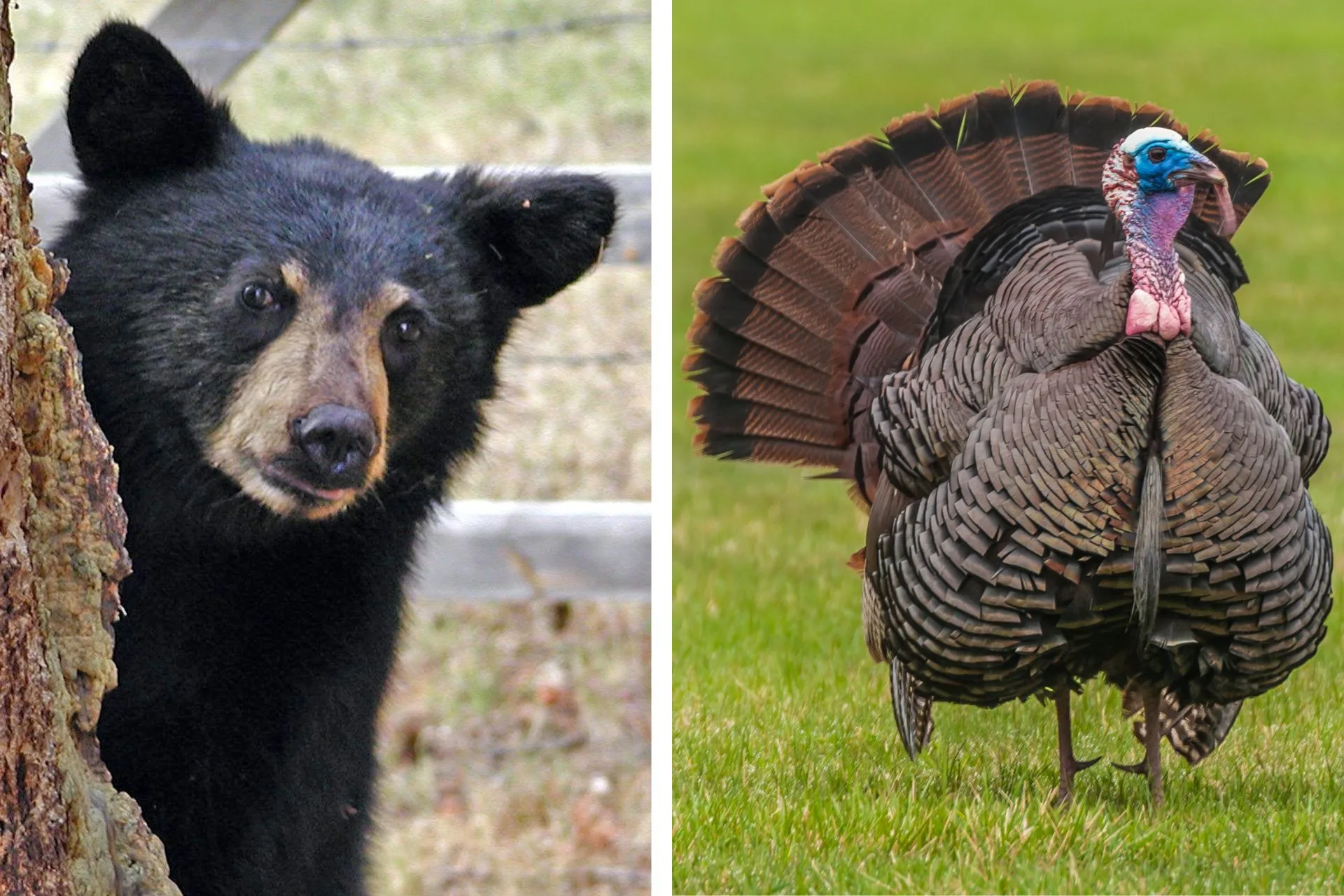 Spring Black Bear and Spring Turkey Seasons Open Today, April 15