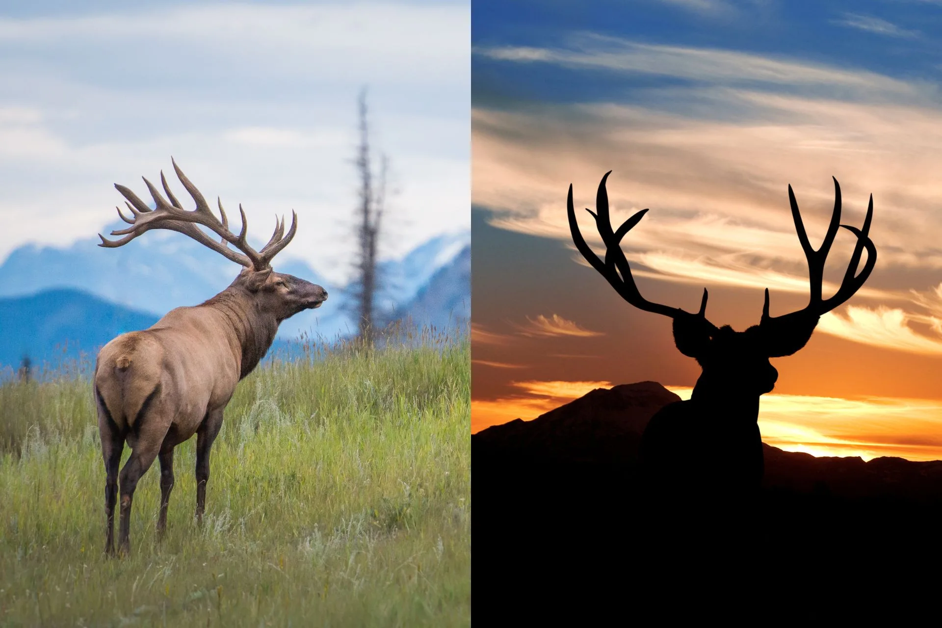 Elk and Deer Permit Drawing Results Are In