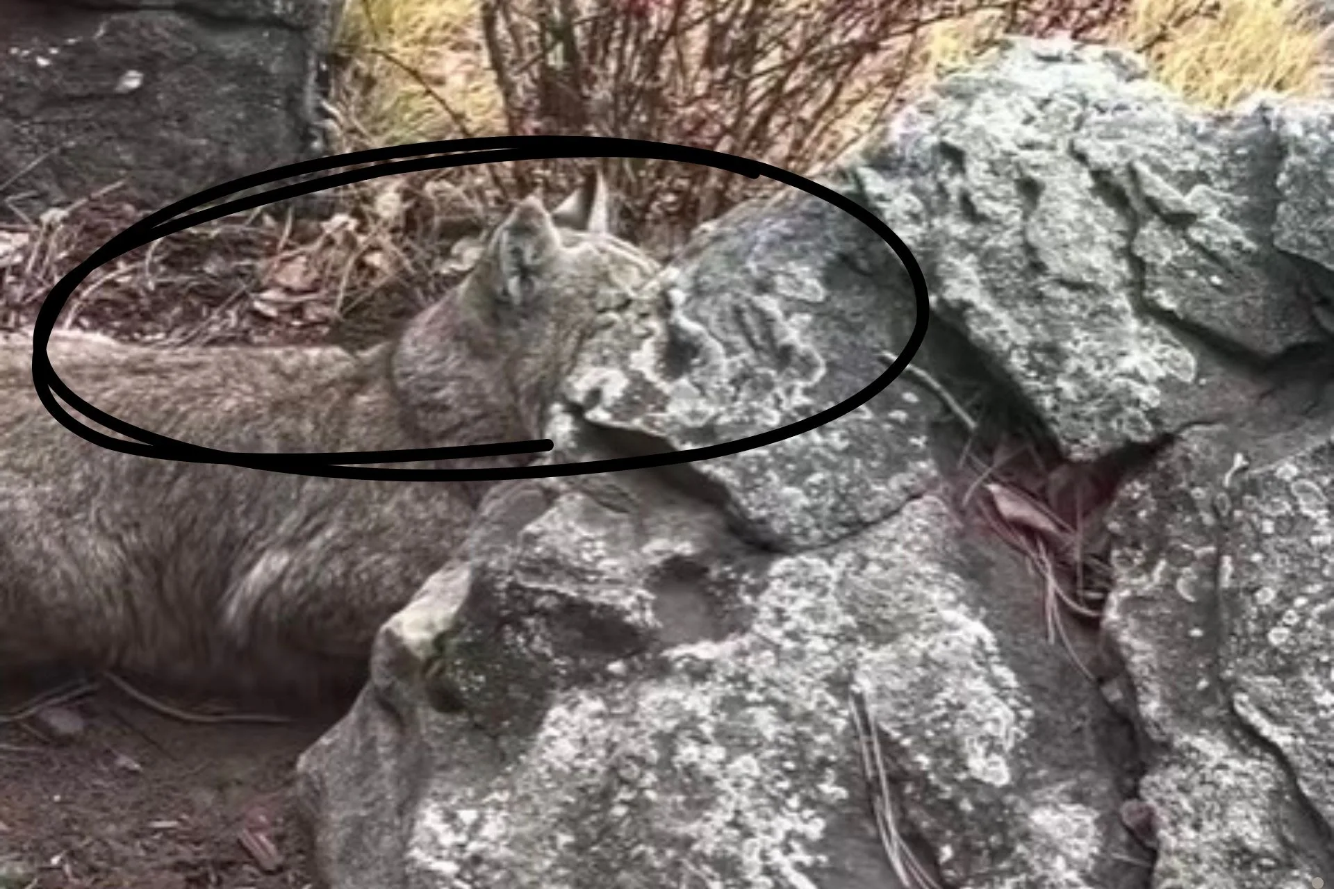 Bobcat Claws and Chaos
