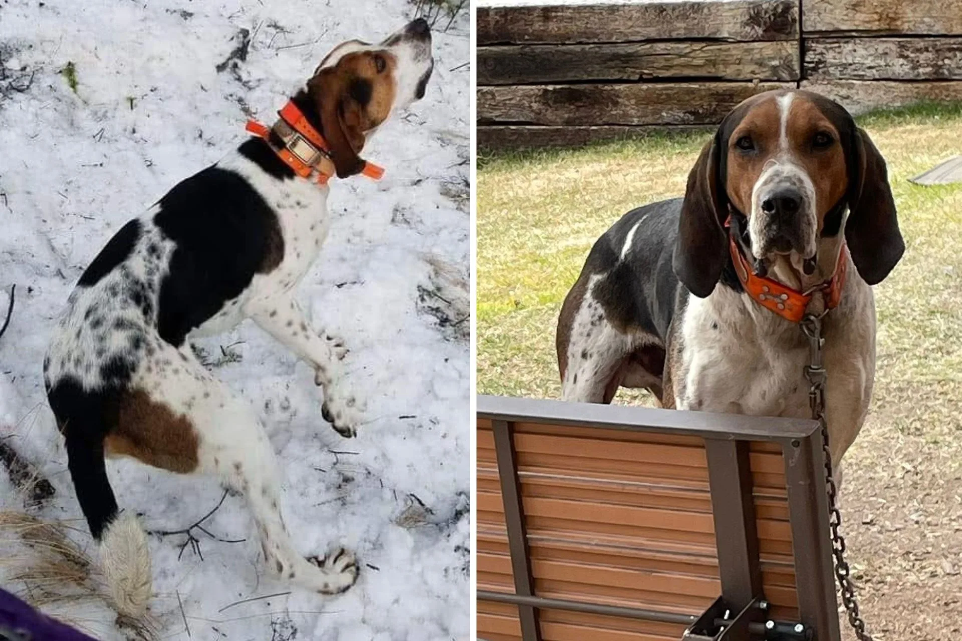 April 14 Update to Shot Hound in the River