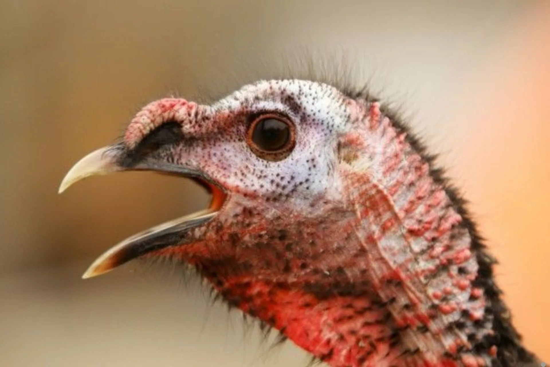 Turkey Lurkey