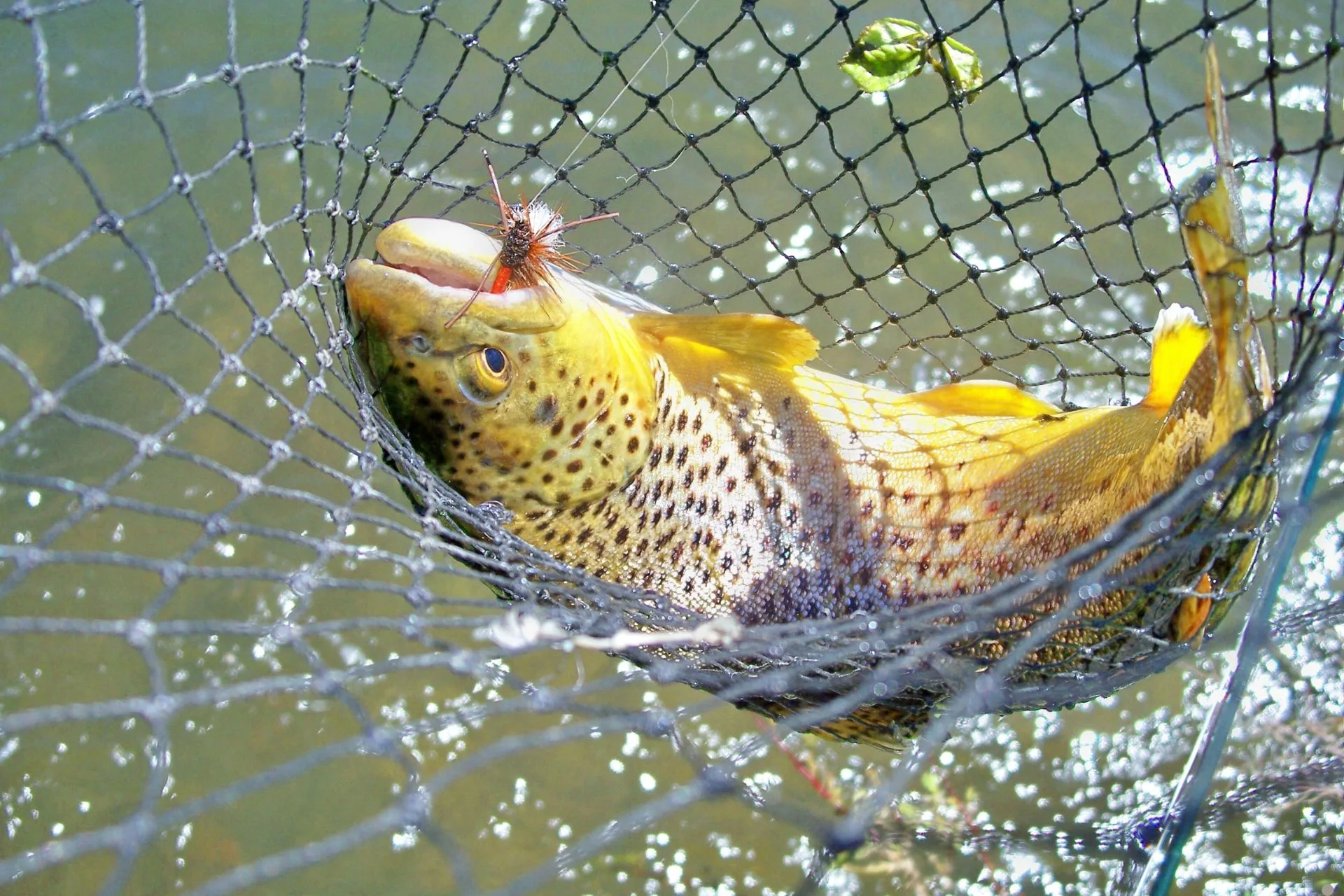 Fish Care