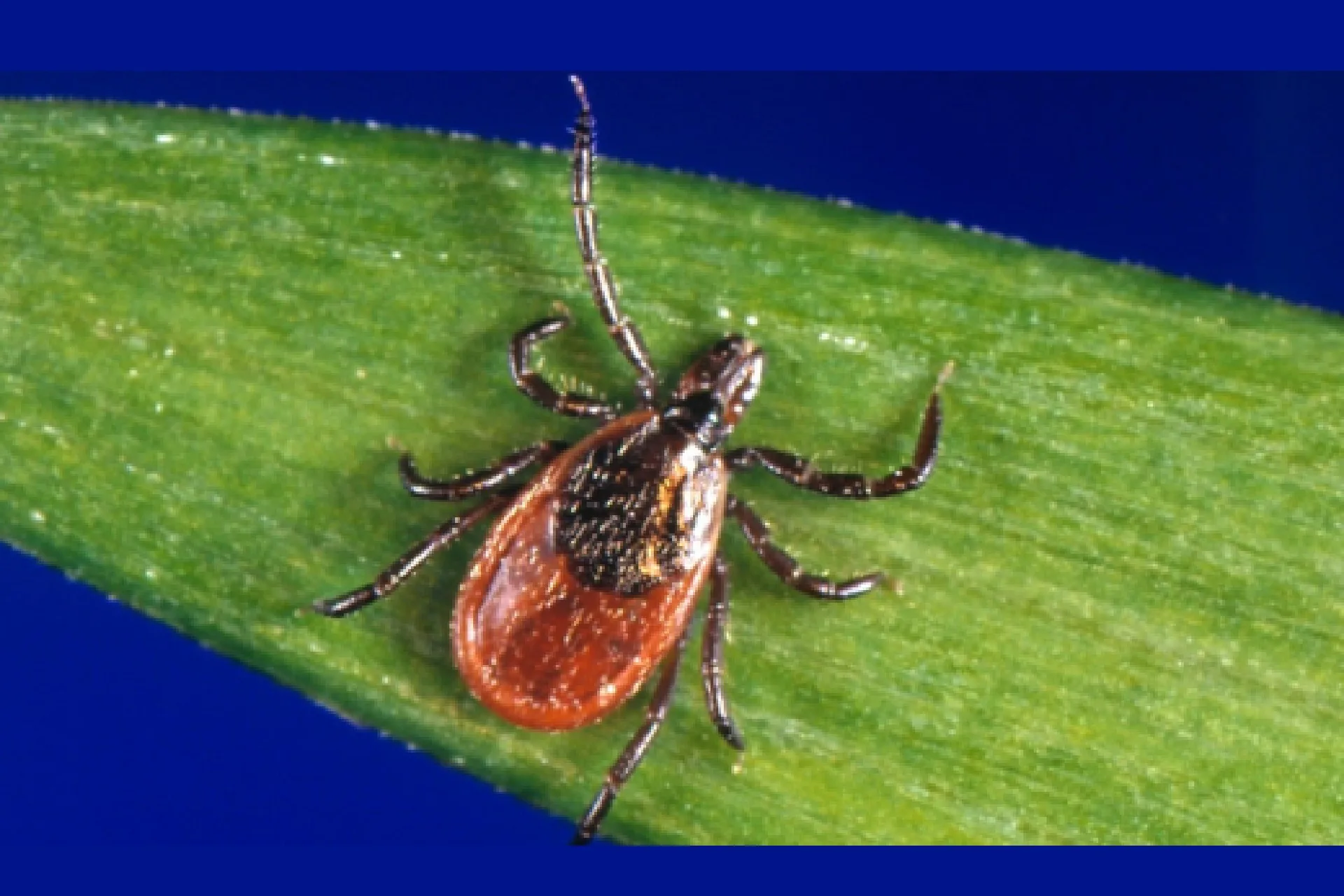 MSU Extension’s Schutter Lab identifies first known blacklegged tick in Montana