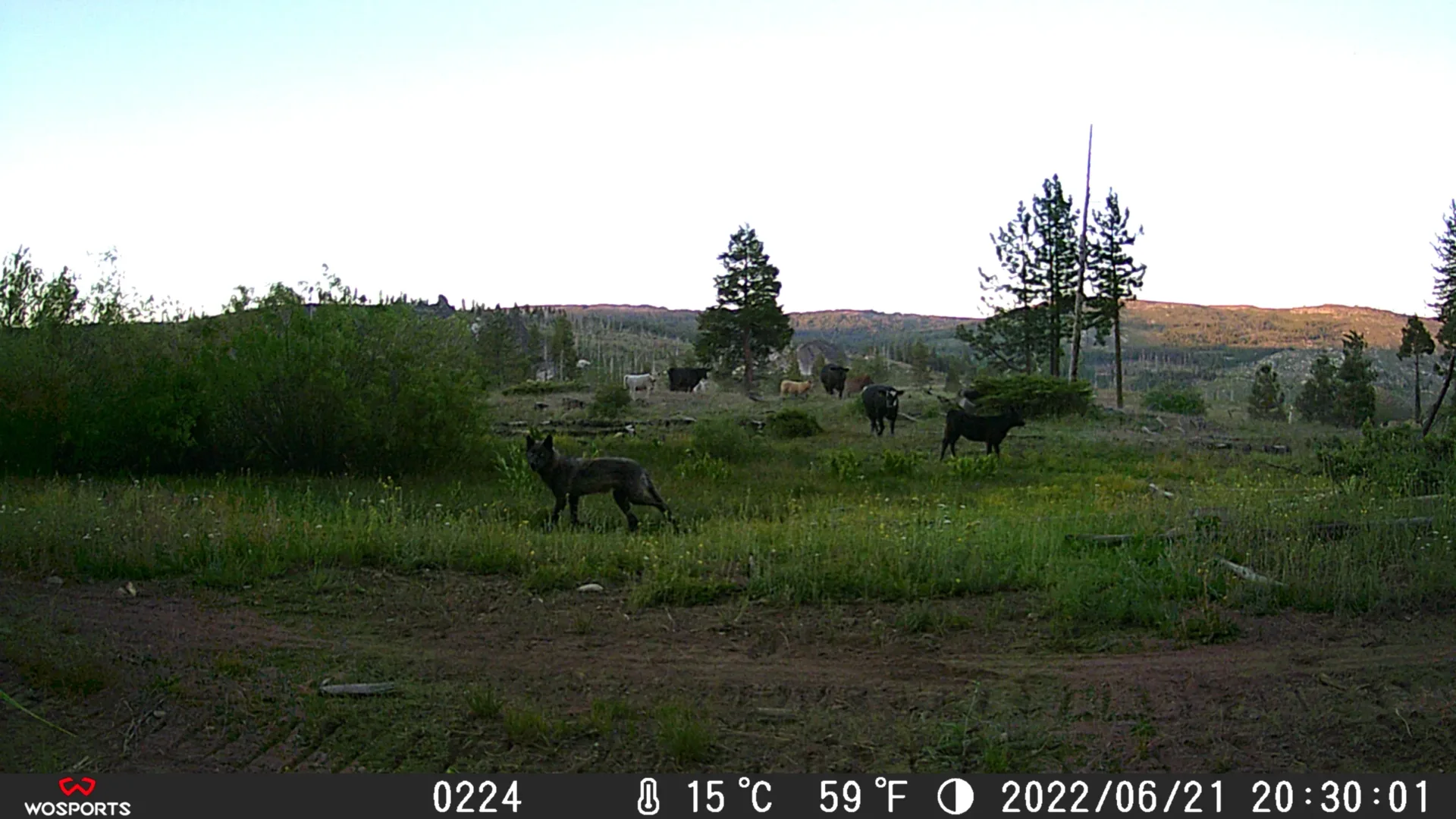 New Study Calculates the Cost to Cattle Ranchers of an Expanding Wolf Population