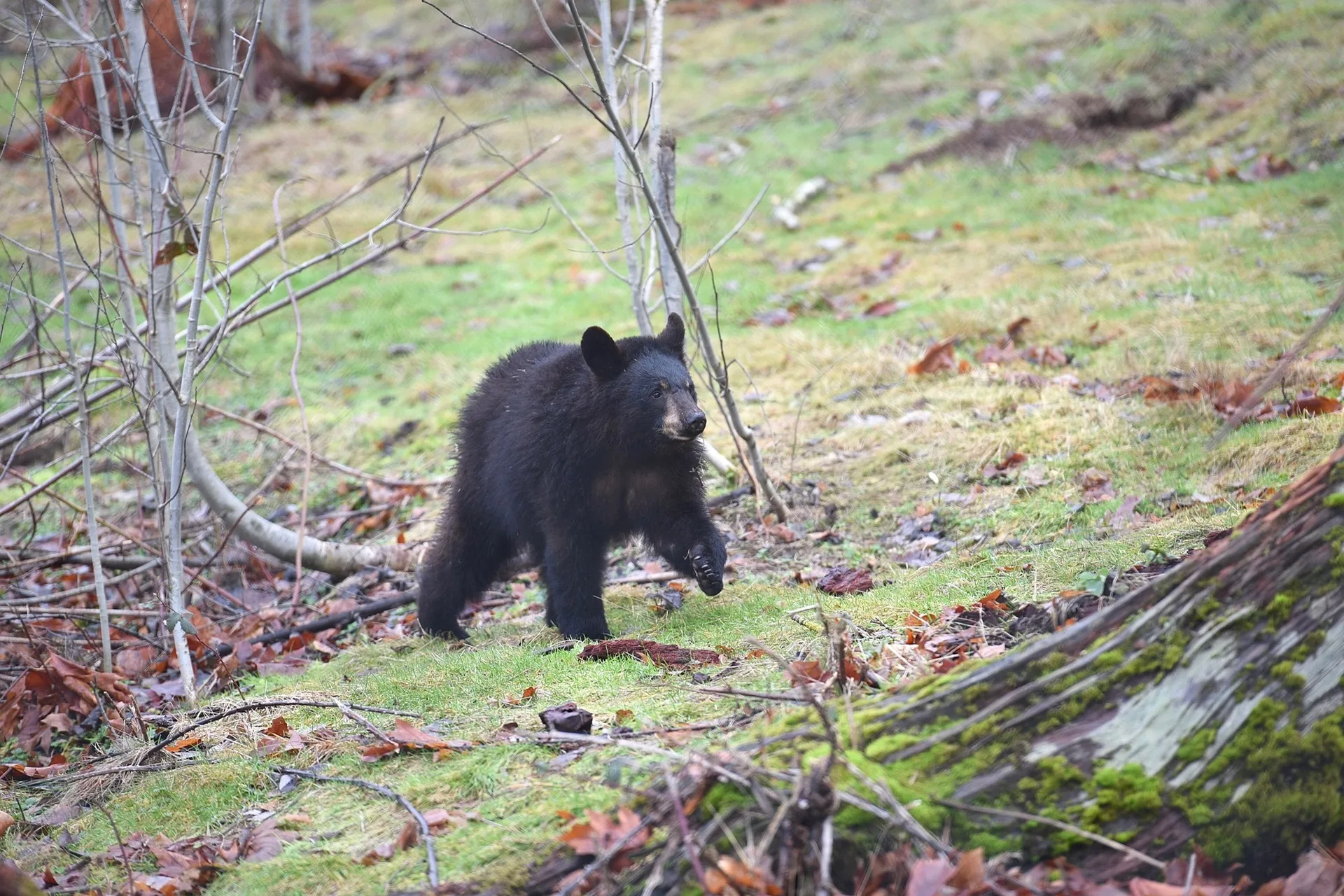 Can Arkansas Hunters Really Prepare for a Montana Spring Bear Hunt? Deadhaul Outdoors Finds Out