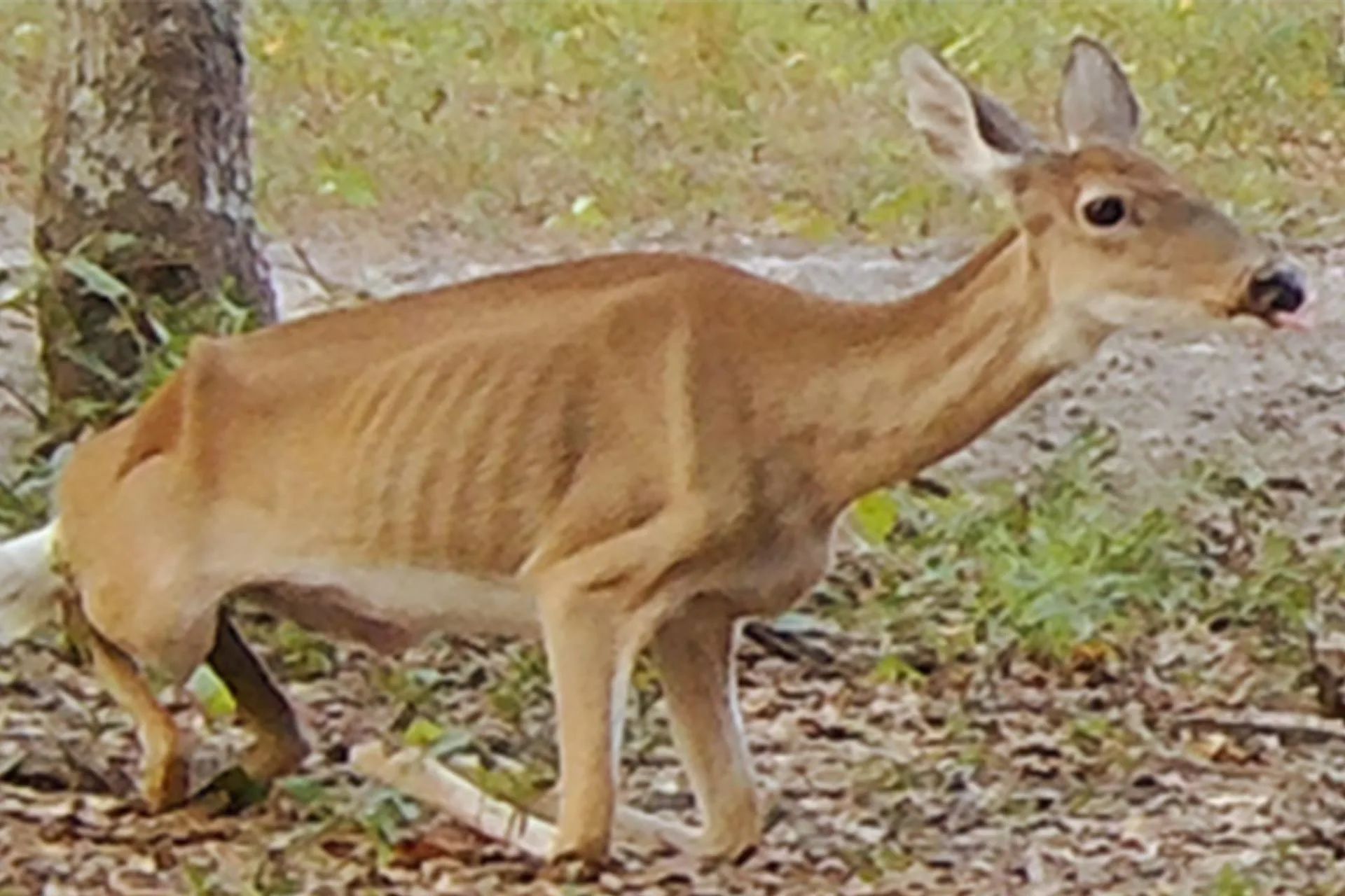 Washington Cracks Down on Chronic Wasting Disease—New Rules for Hunters
