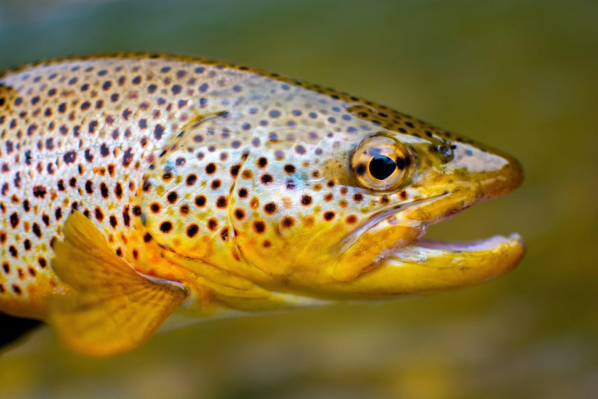 Catching on: FWP, MSU ask anglers for help with trout research in southwestern Montana