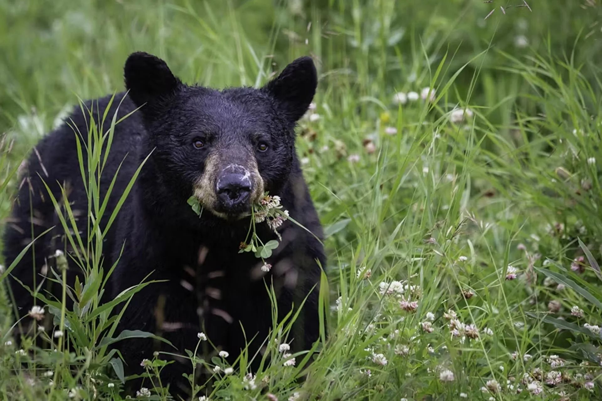 FWP reminder: Black Bear Management Unit 530 opens later for spring hunting than rest of state