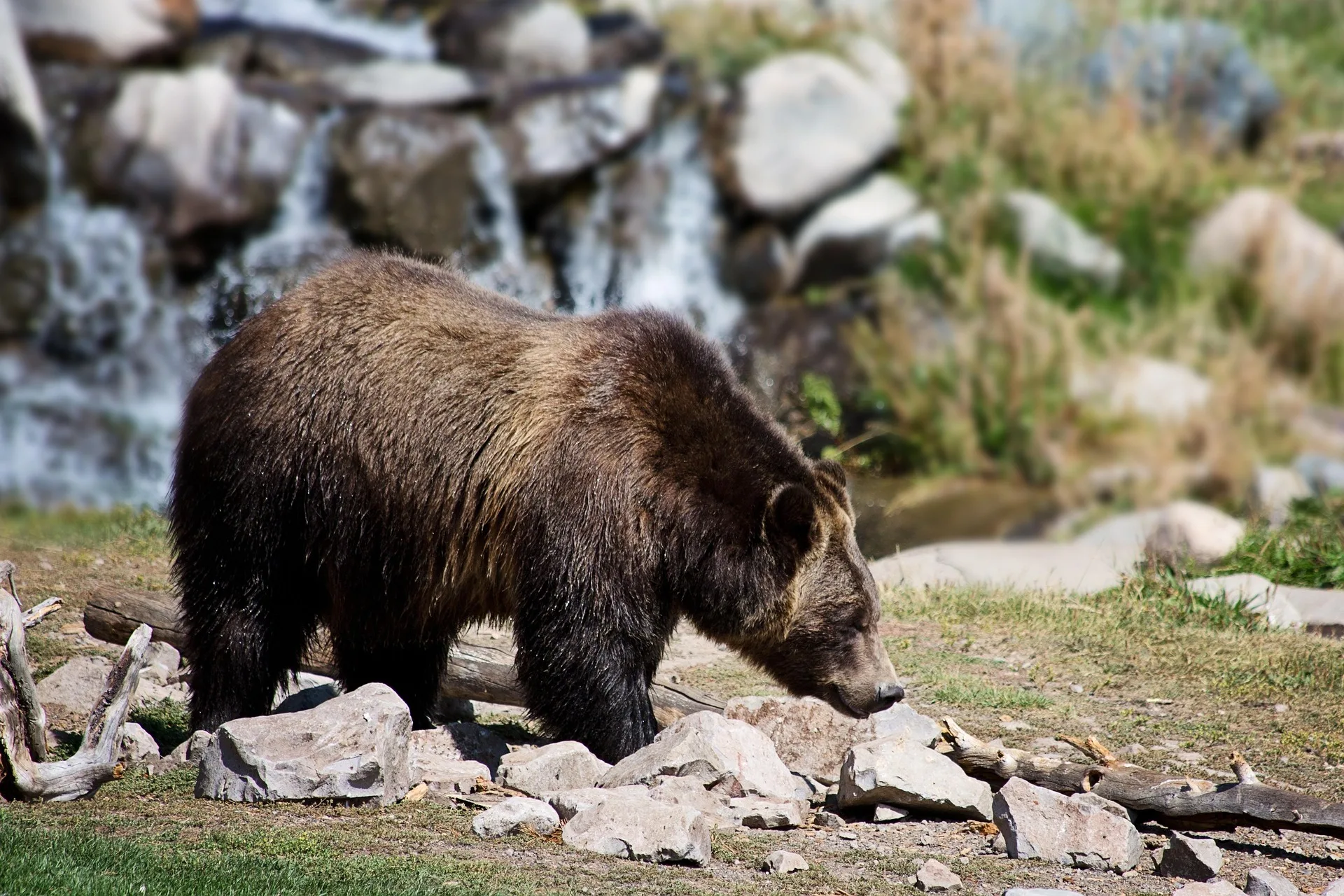 Grizzly bear killed in encounter near Dupuyer
