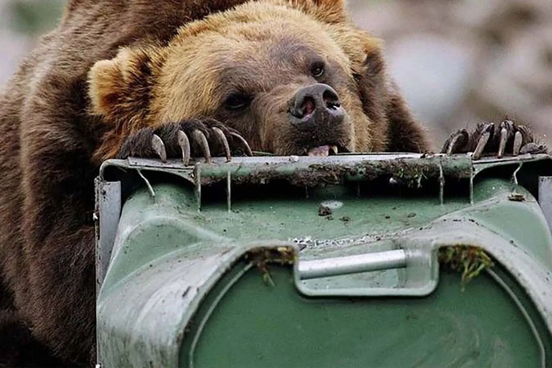 Yellowstone’s First Fatal Grizzly Attack (1916): The Death of Frank Welch and the “Old Two Toes” Response