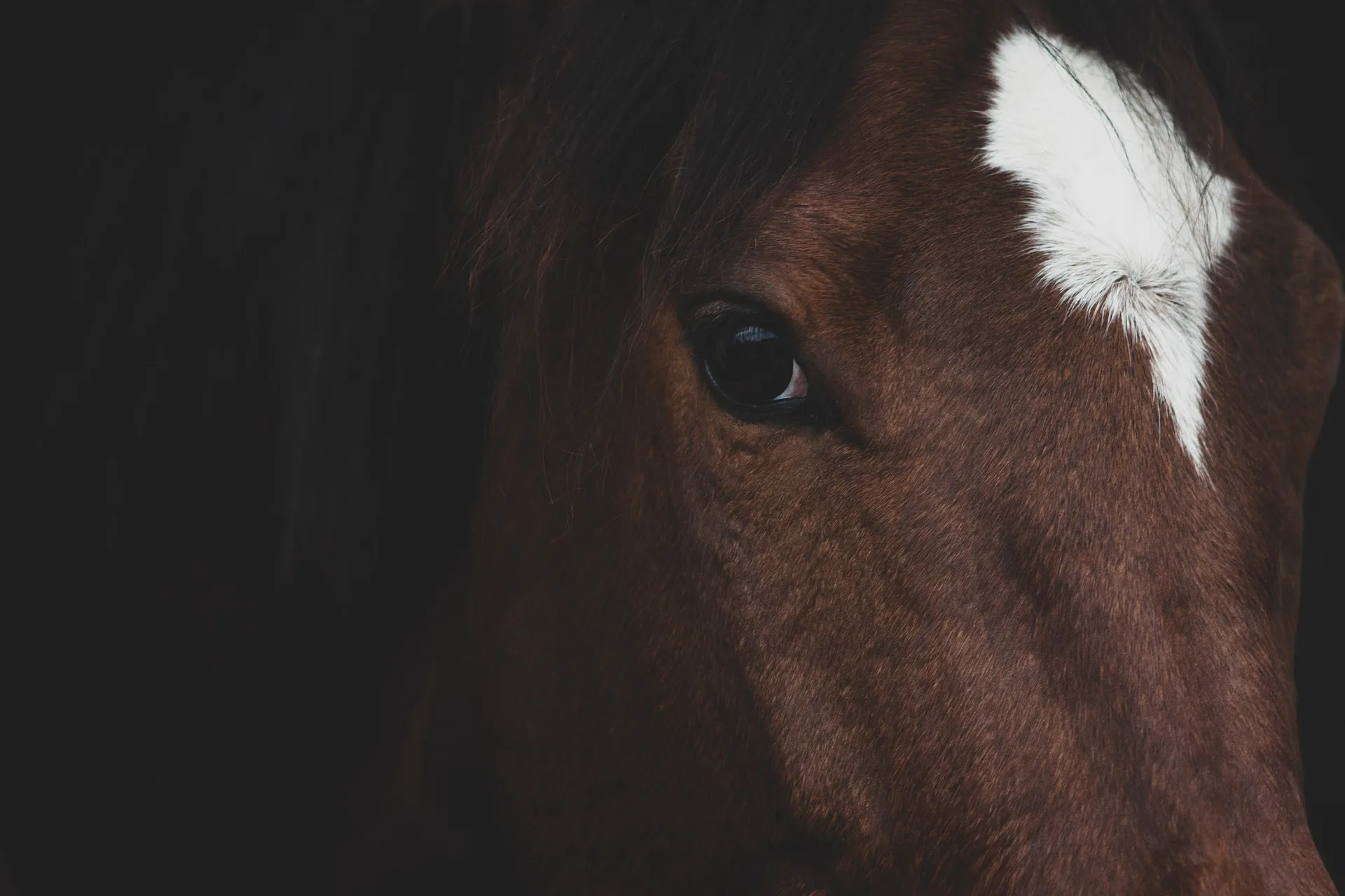 Nearly 90 Morgan horses up for adoption in Madison County
