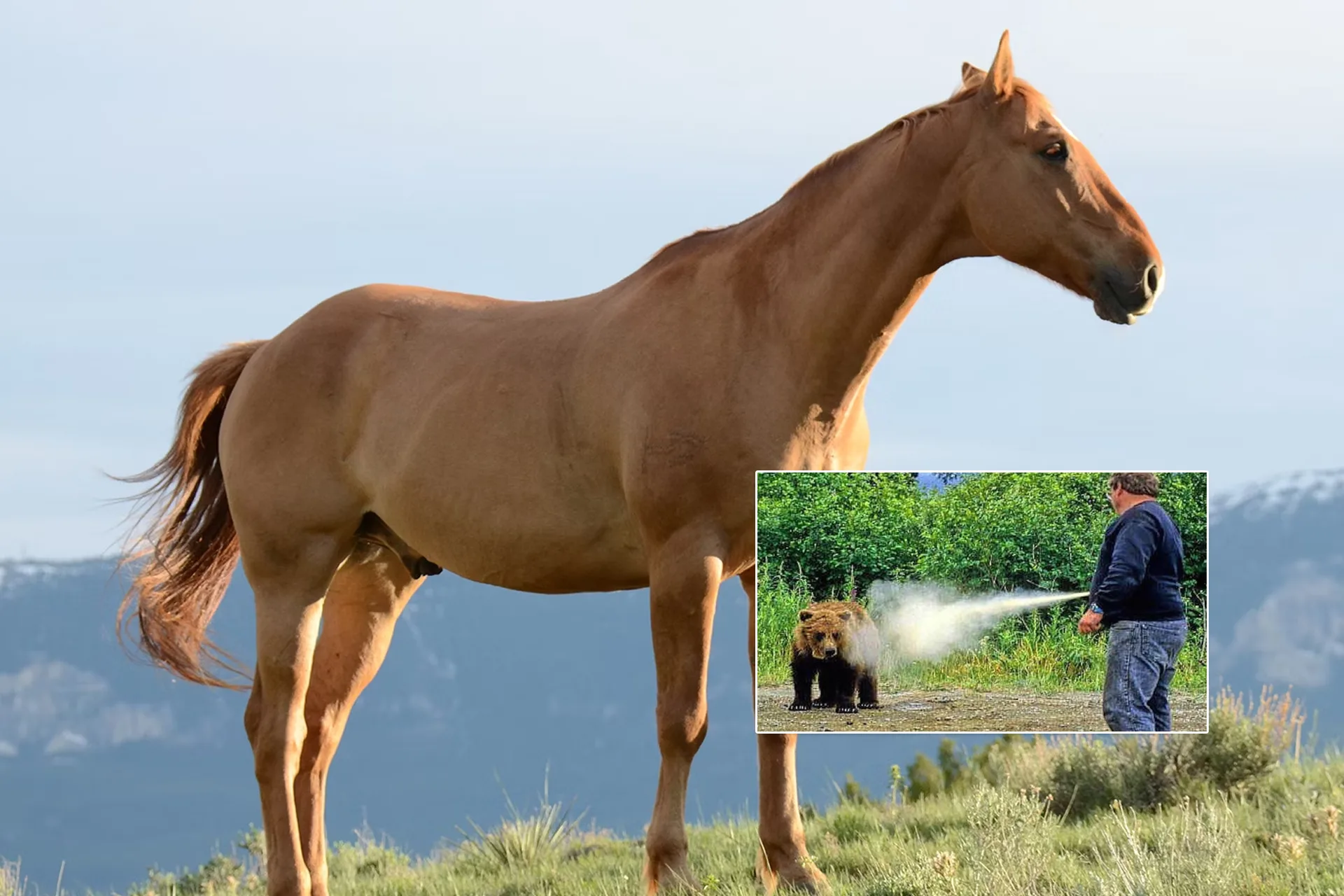 Irish Tourist Sues Wyoming Dude Ranch After Bear Spray Accident During Horseback Ride