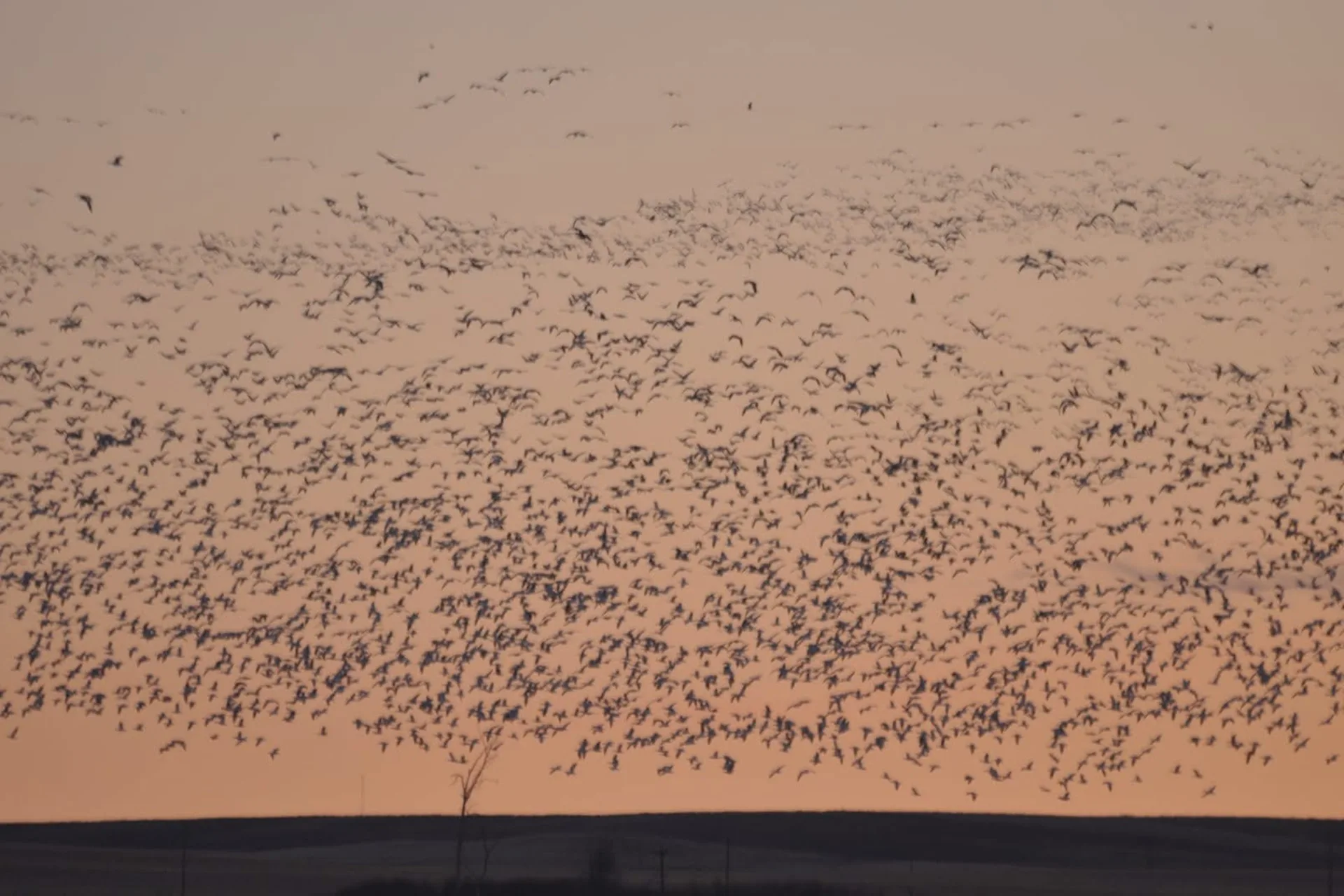 More than 150,000 geese push through Freezout Lake on Thursday, Friday