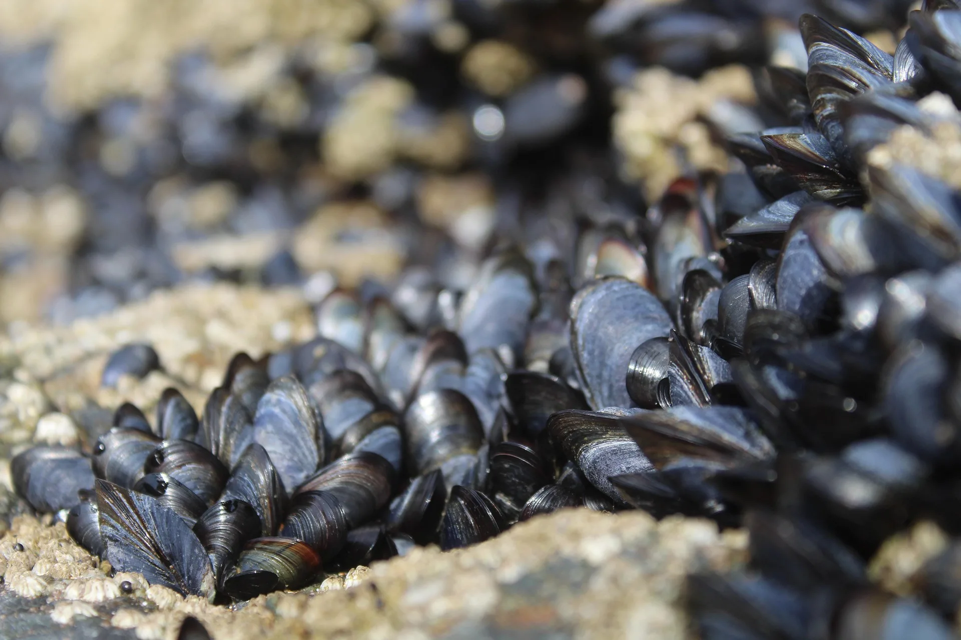 Warden intercepts mussel-fouled tugboat near Anaconda