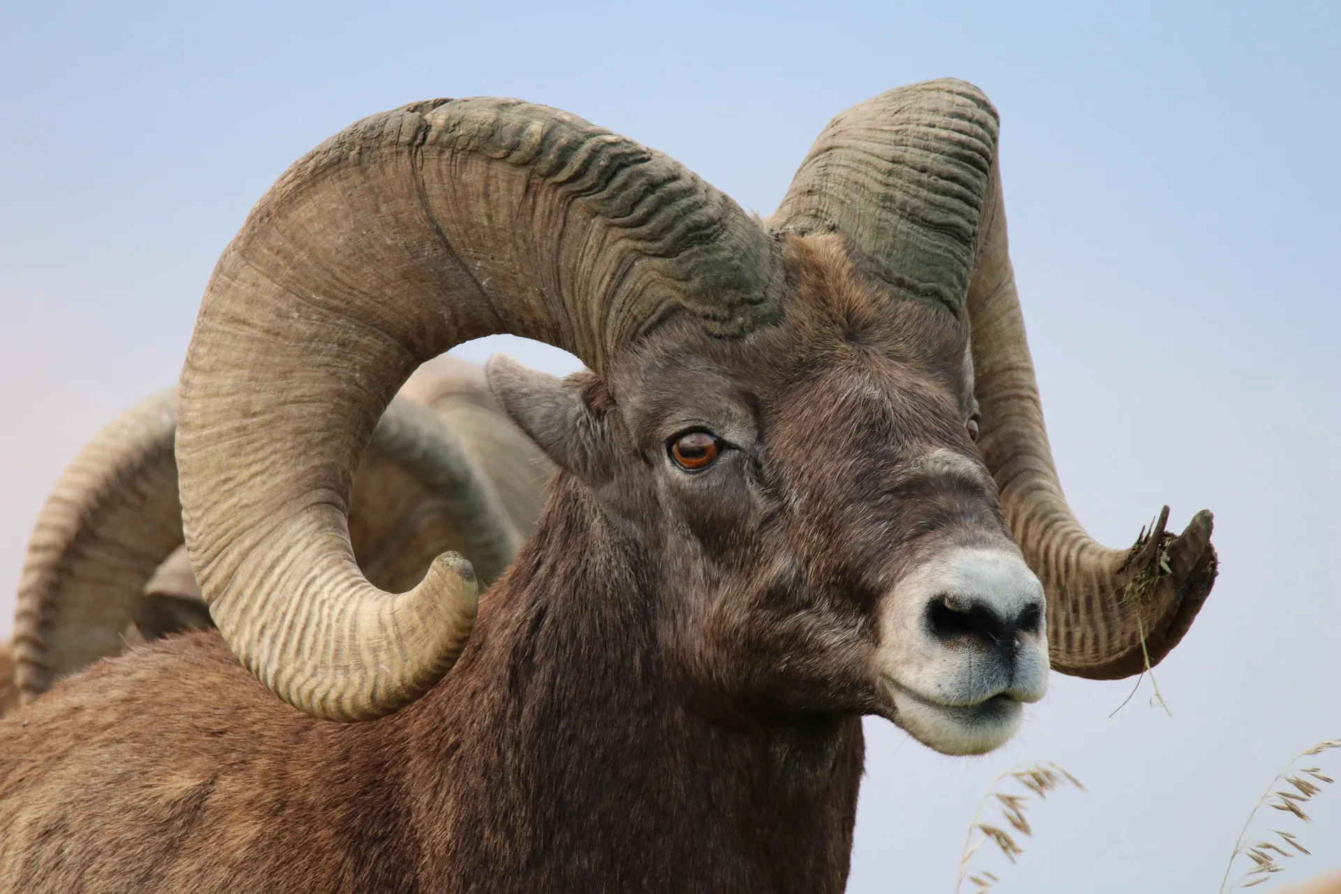 MSU Extension and Montana Fish, Wildlife and Parks to host public meetings on wild and domestic sheep interactions