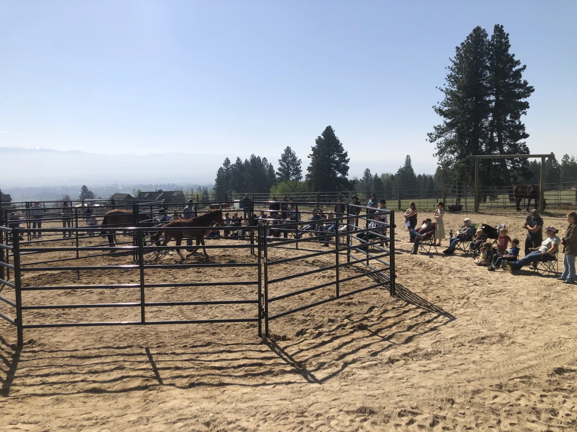 Strong Turnout and new beginnings: 26 wild horses placed at Hamilton adoption event