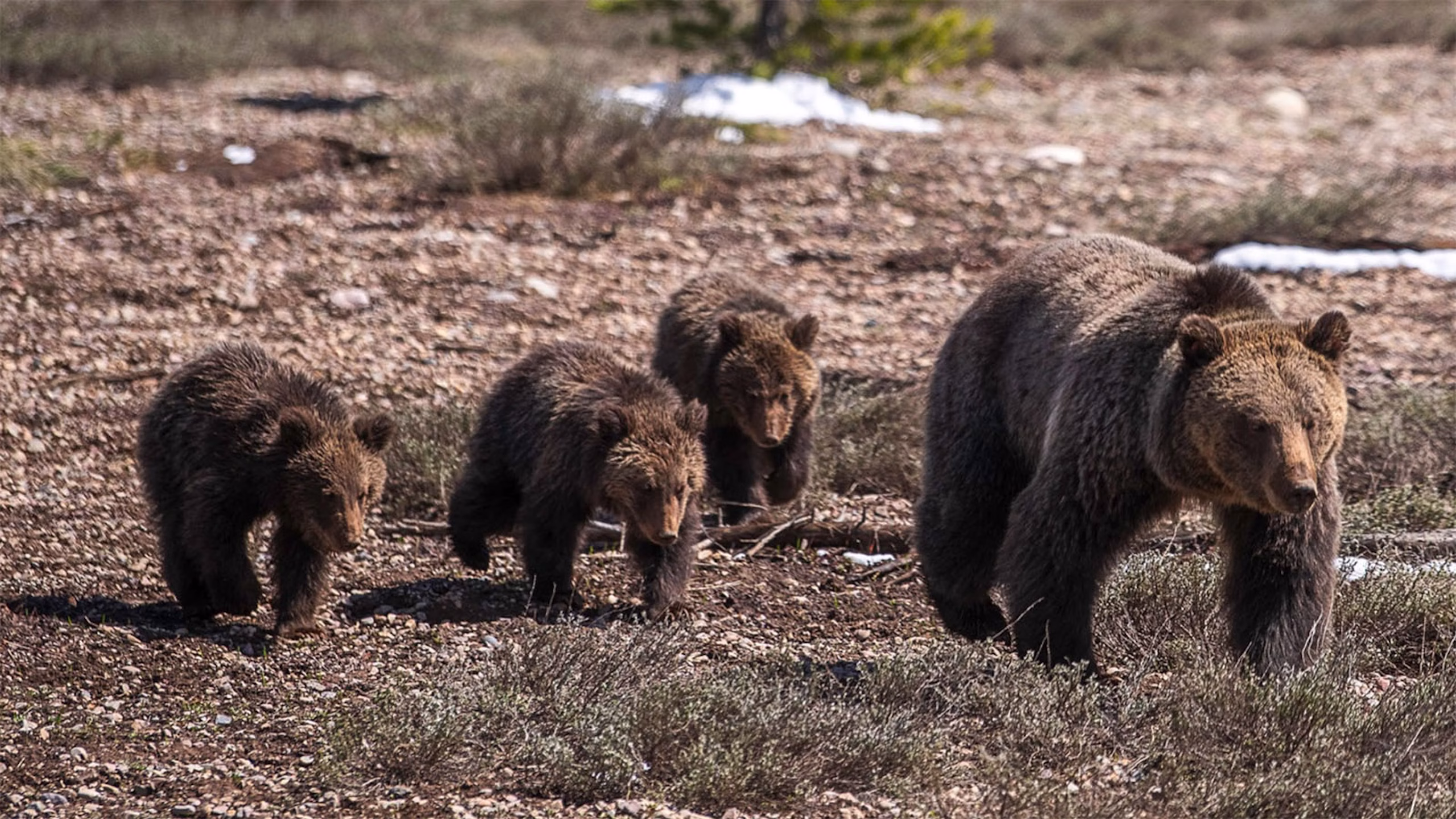 Grand Teton: Male Grizzly Likely Kills and Partly Consumes Two Cubs of Grizzly 1063, NPS Says