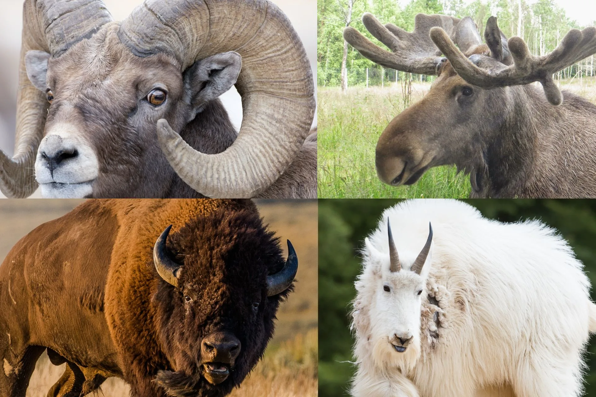 Drawing results for moose, sheep, goat and bison now available