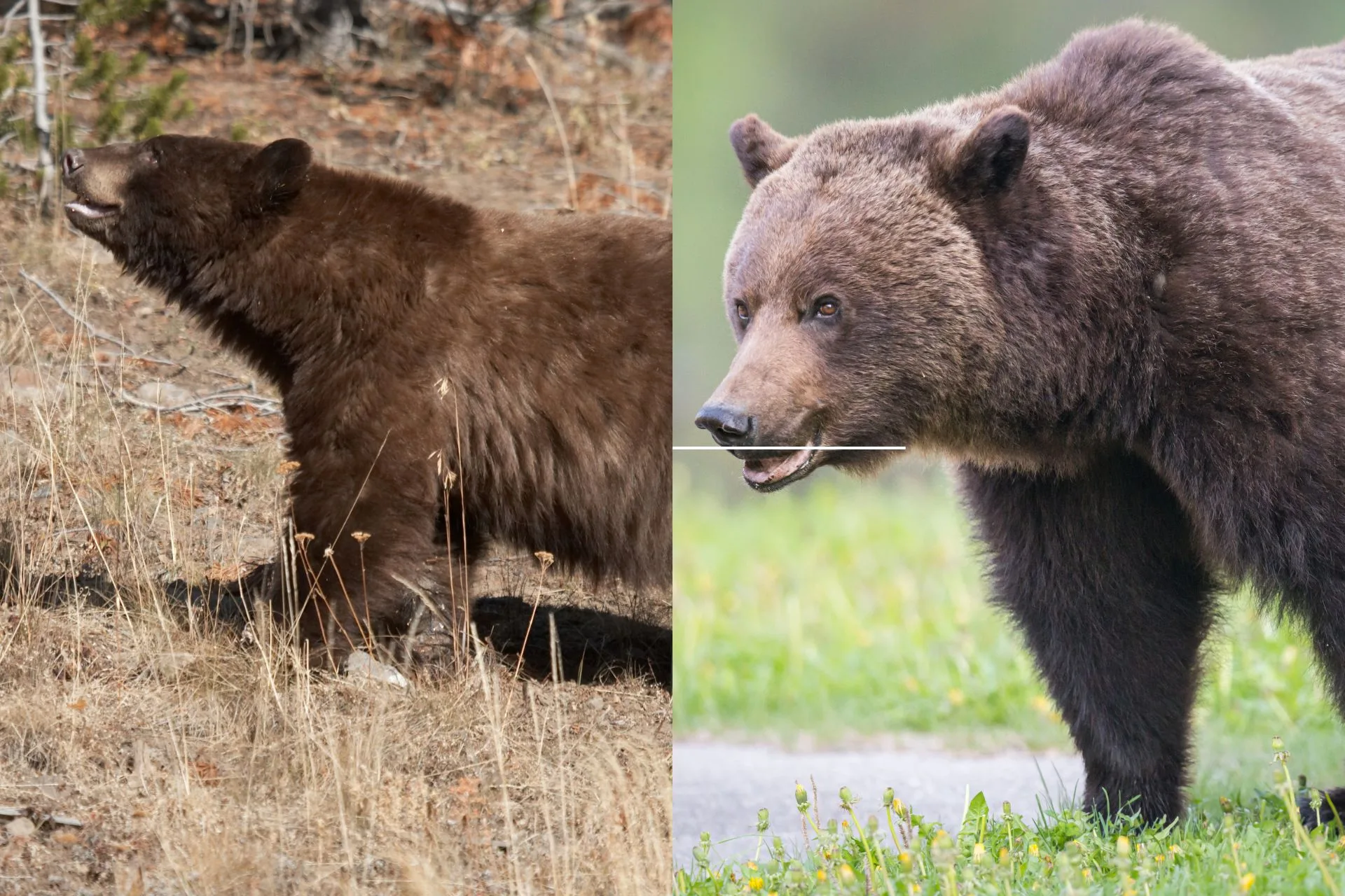 When Bear Hunting Becomes a Pop Quiz (and You Fail)