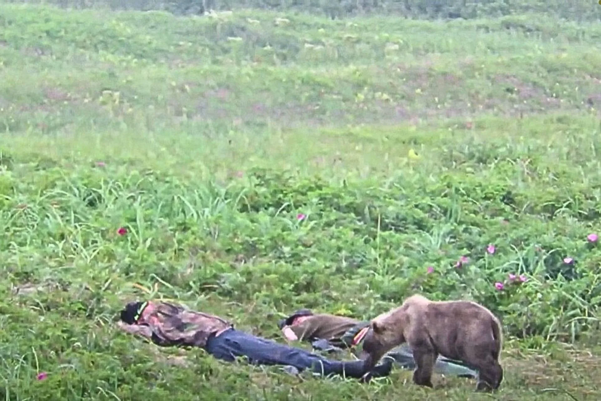 Napping While Hunting in Bear Country: The Risks Every Hunter Should Know