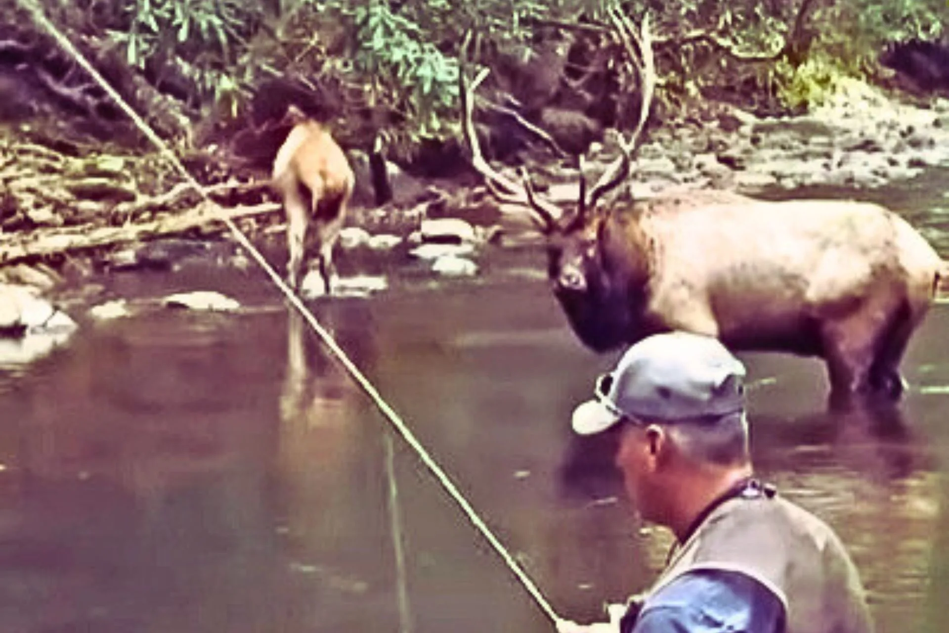 Montana Angler Gets Front-Row Elk Bugle While Trout Fishing