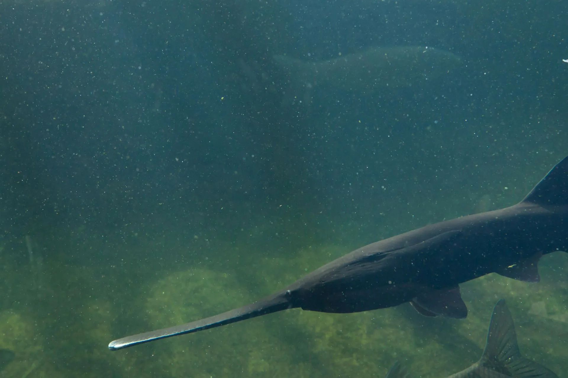 2025 Paddlefish Harvest Estimate