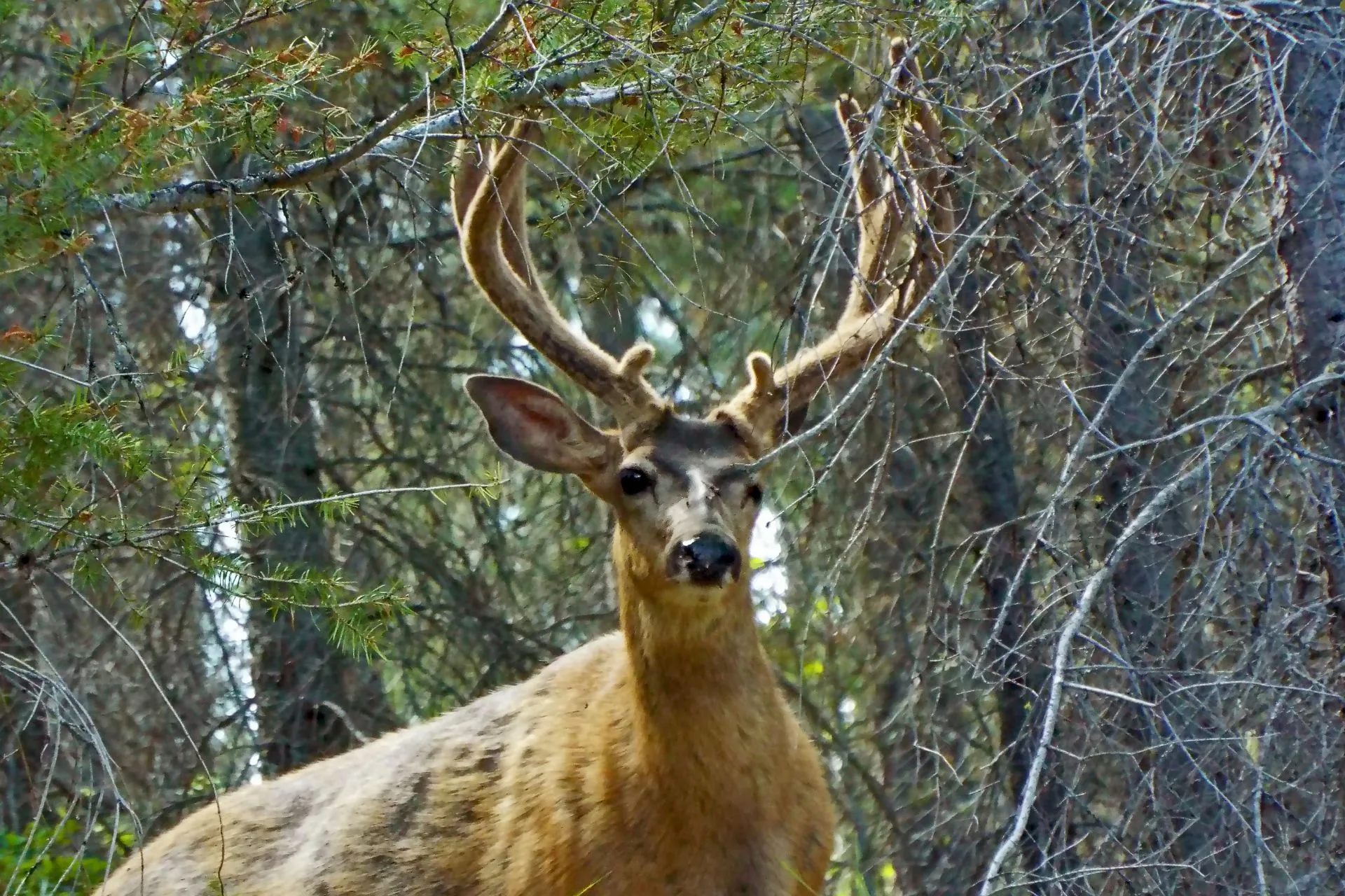 Roundup Mule Deer Management Hunt scheduled to begin early December