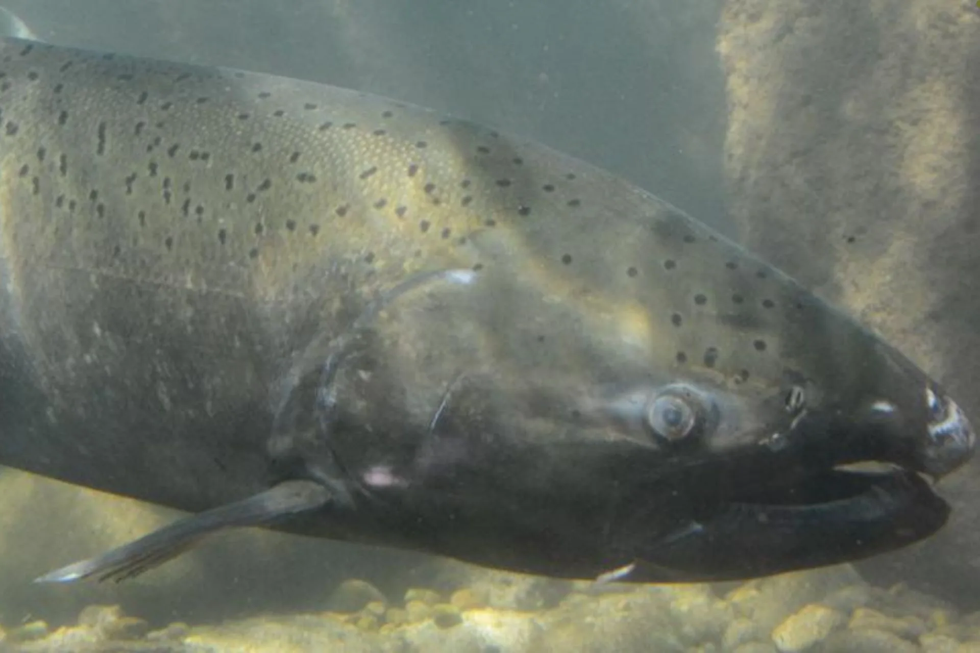 IDFG Upper Salmon Chinook Update 5.29.25