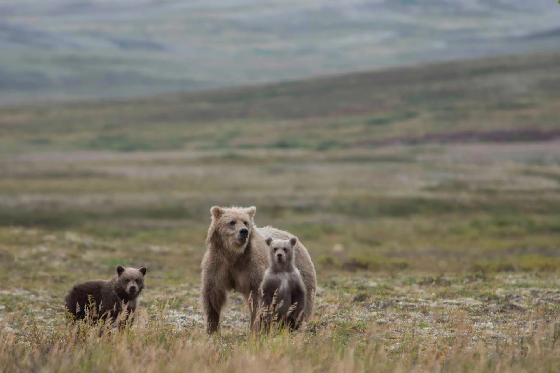 Grizzly Bear Research Underway in Southwestern Montana: Public Advised to Heed Safety Signs