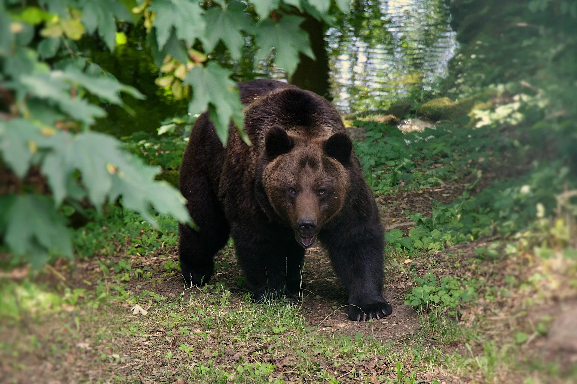 Grizzly relocated near Yellowstone National Park