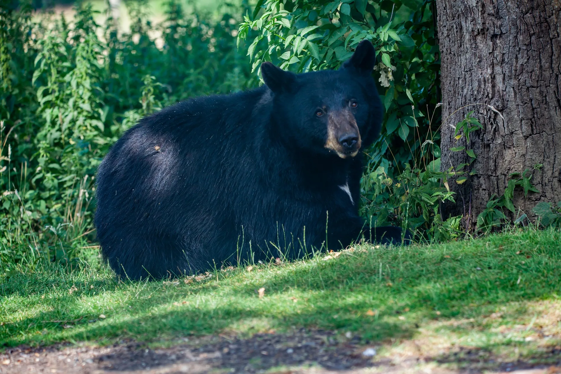 Two Black Bears Involved in Separate Food Related Conflicts in Glacier National Park