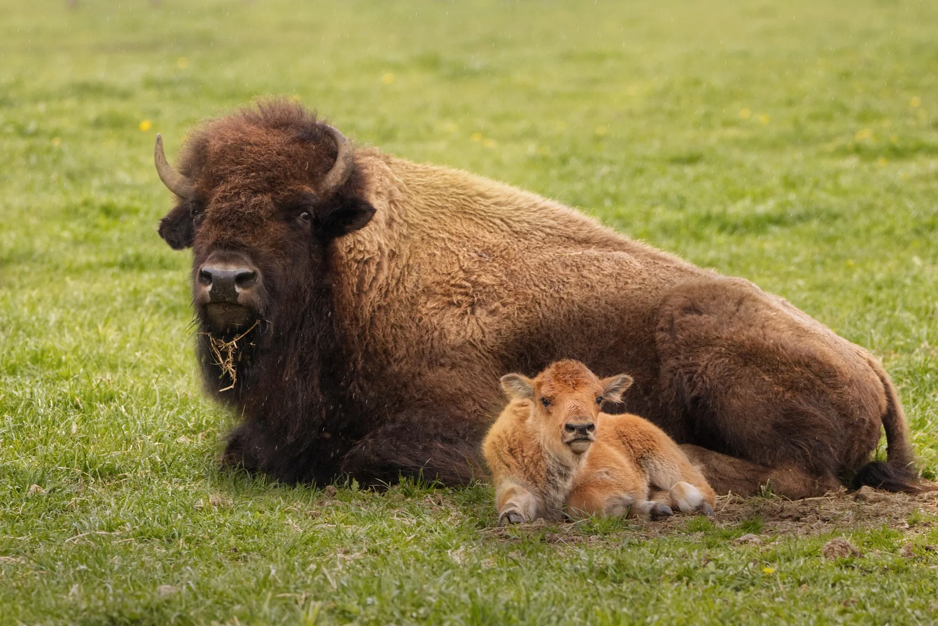 Man gored by bison in Yellowstone National Park