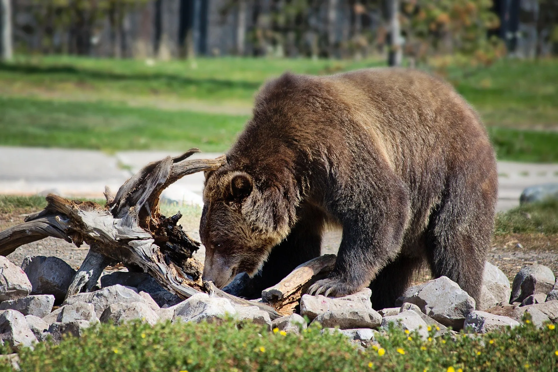 Famous grizzly struck by a car in Grand Teton National Park