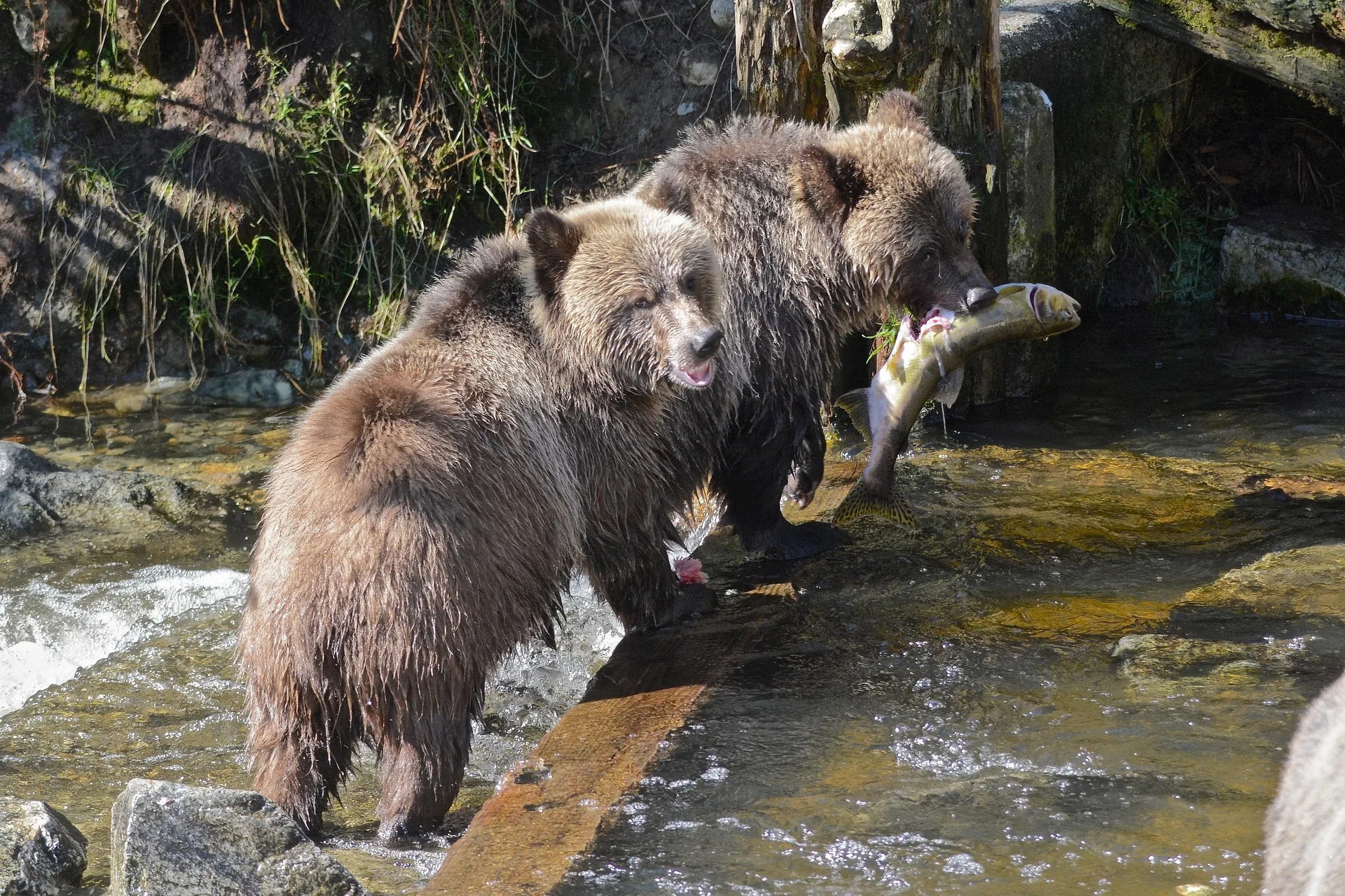 Reward Raised to $15,000 in Illegal Grizzly Bear Killing Near Montana State Line