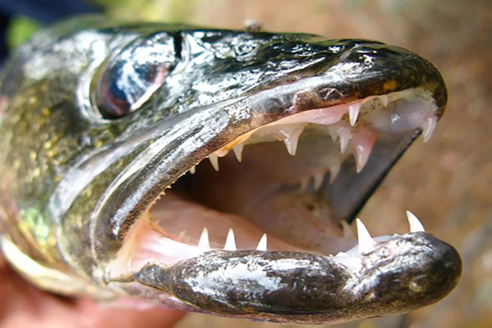 Low weights on Day 1 of Canyon Ferry Walleye Festival