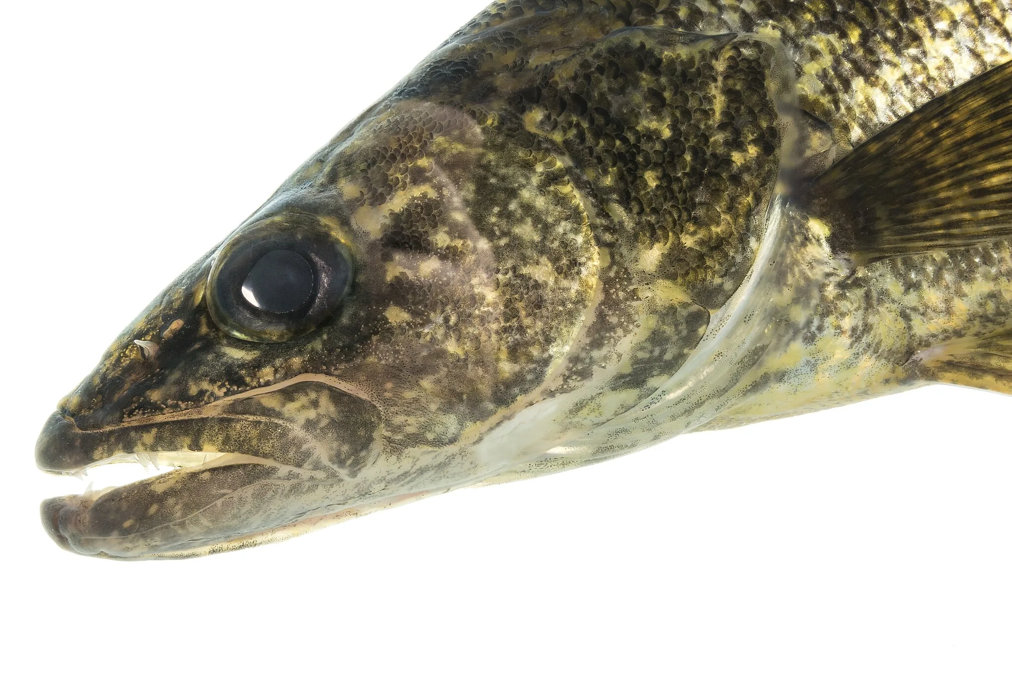 68.6 pounds leads Day 1 of Tiber Walleye Tournament
