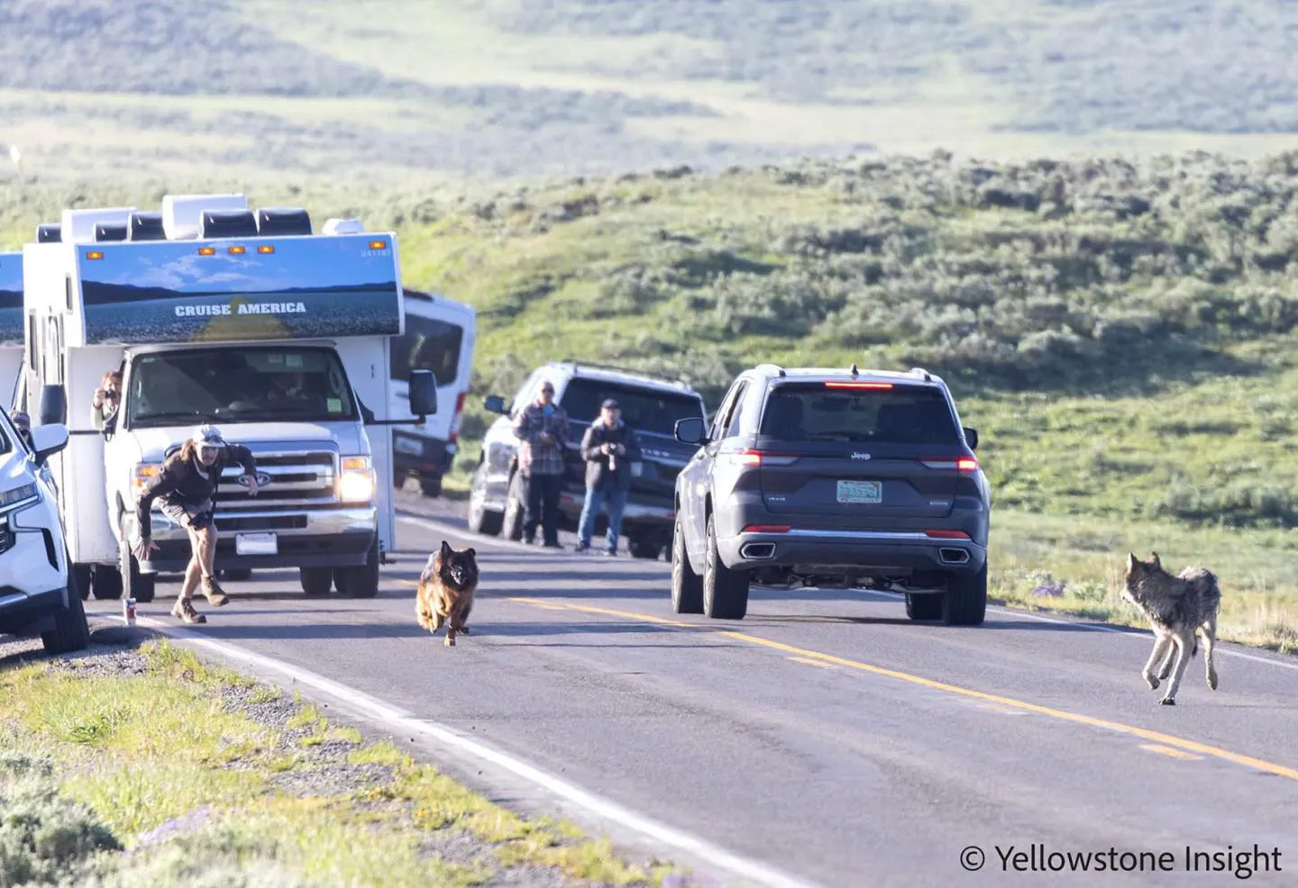 German Shepherd Jumps From Moving Jeep to Chase Gray Wolf in Yellowstone