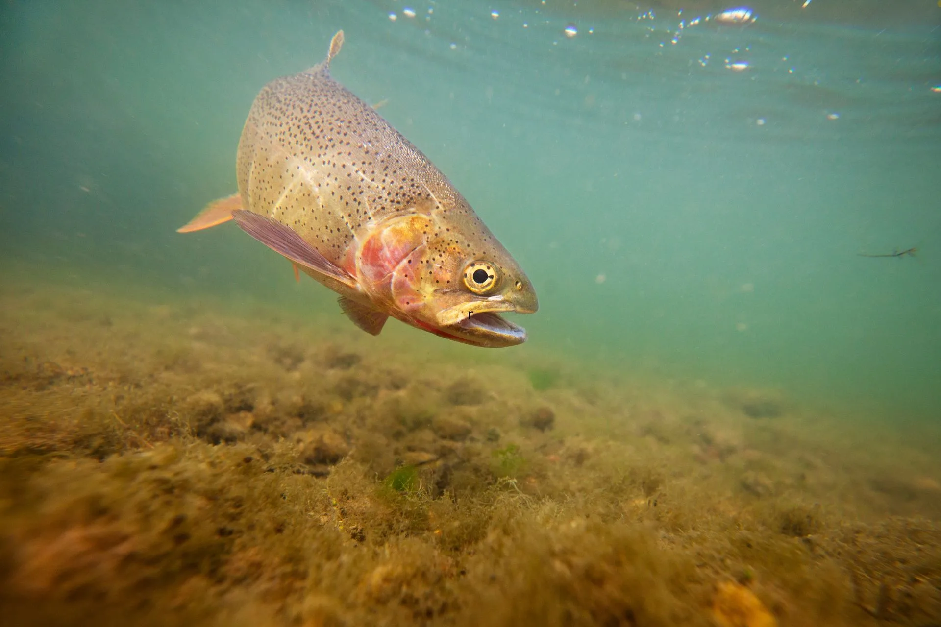 Attn Tribal Fishers: Fish Consumption Advisory
